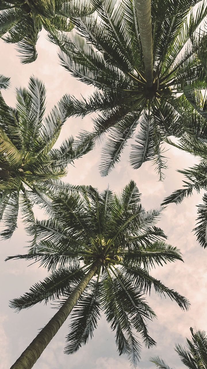 720x1280 coconut tree ideas. summer wallpaper, aesthetic wallpaper, palm trees wallpaper