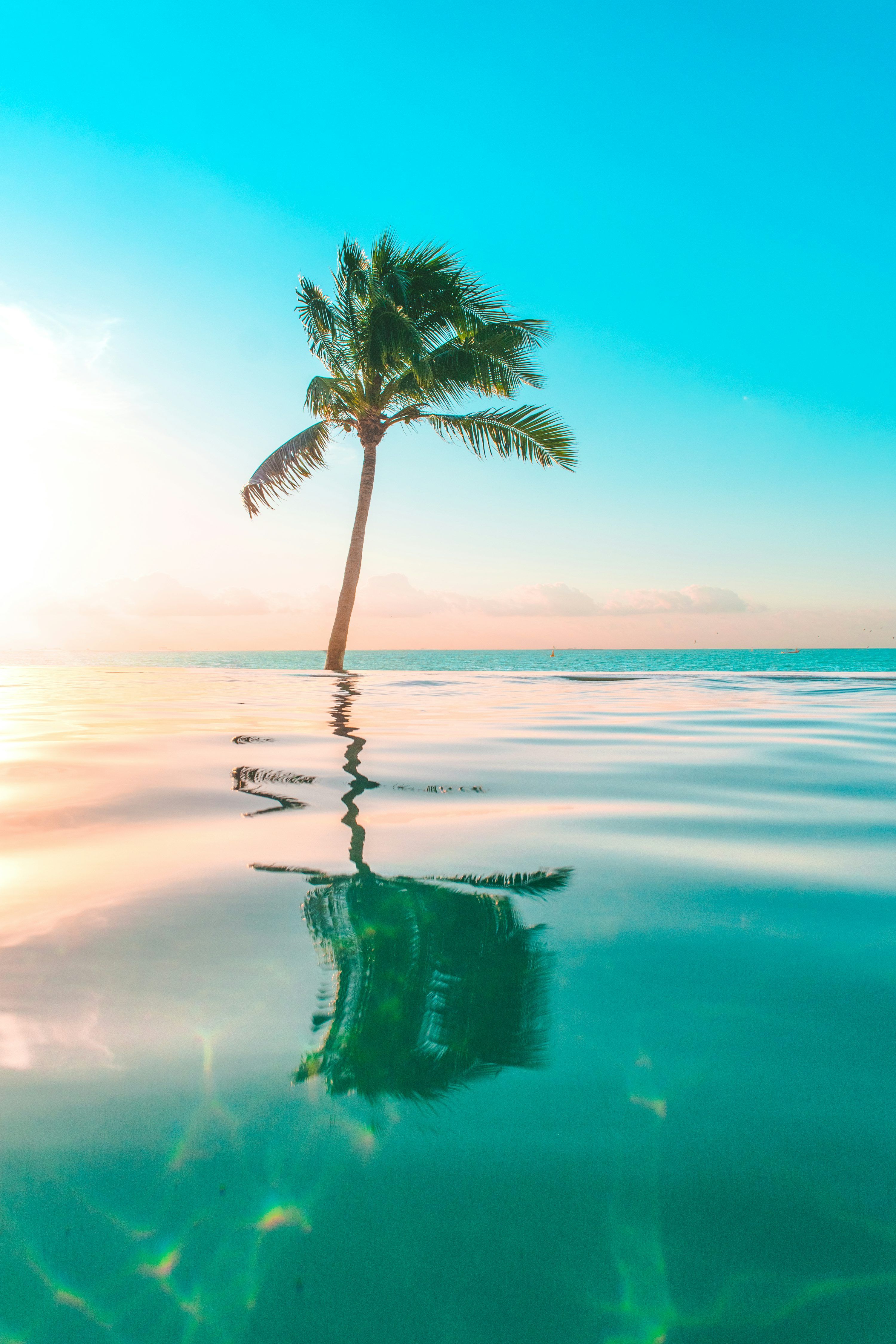 3000x4500 Infinity pool in front coconut tree photo