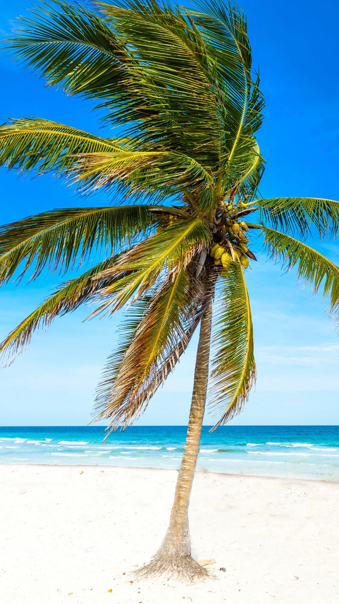 1080x1920 Beautiful Sea View Coconut Tree Branches White Beach Sand Waves Blue Sky Background 4K 5K HD Nature Wallpaper