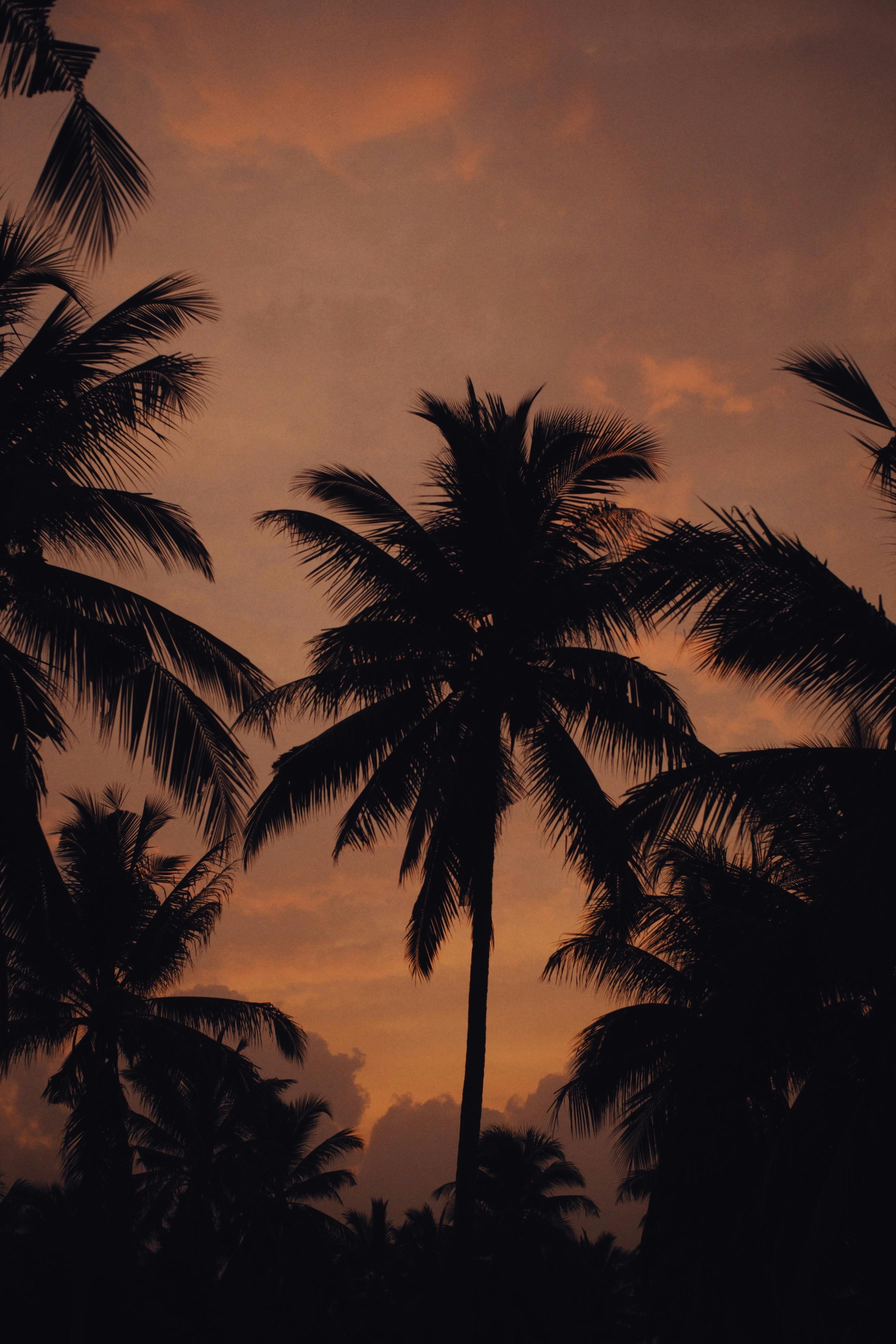 2688x4032 Silhouette of Coconut Trees during Sunset · Free