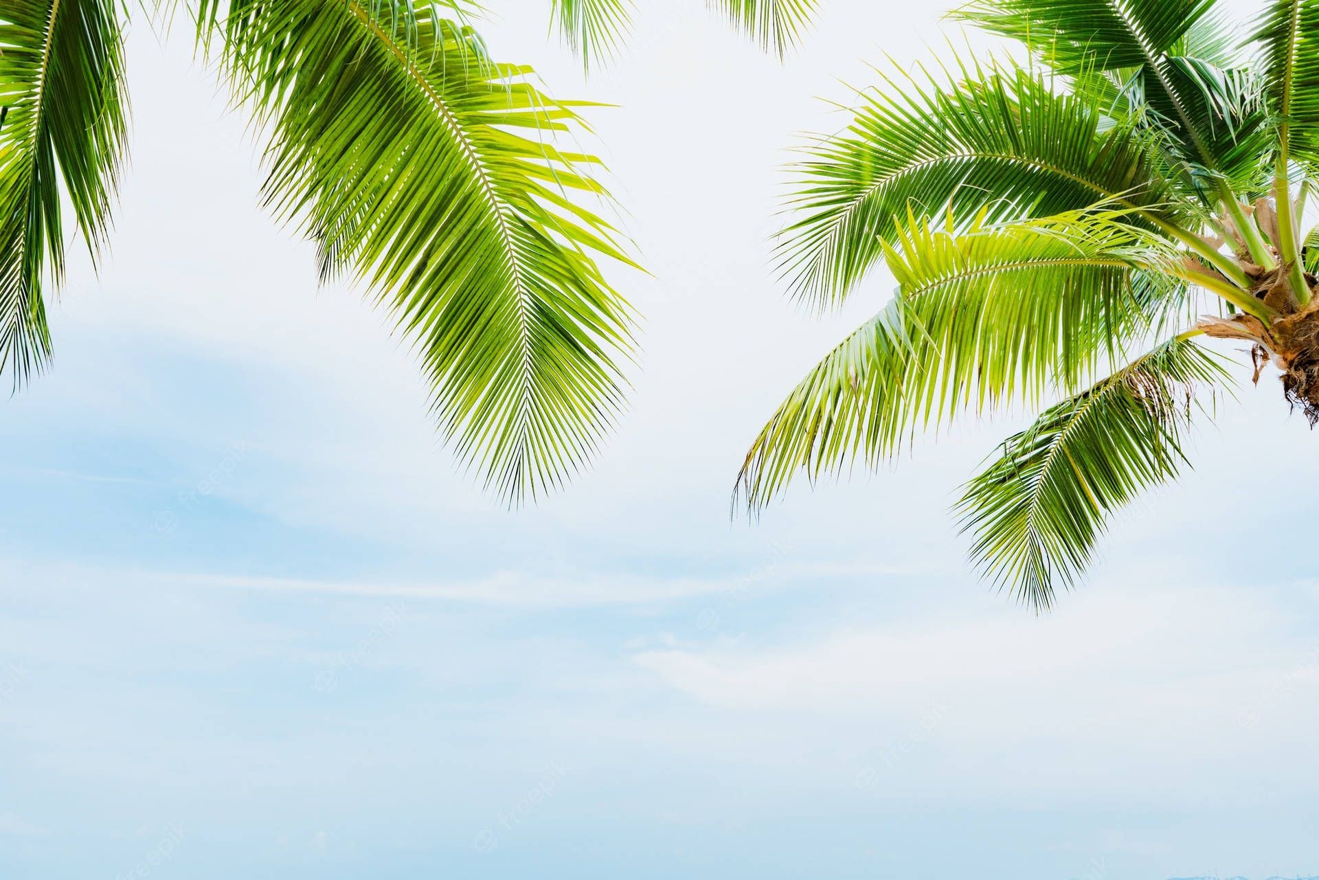 1920x1281 Download Enchanting Scenery of Tall Coconut Trees Wallpaper