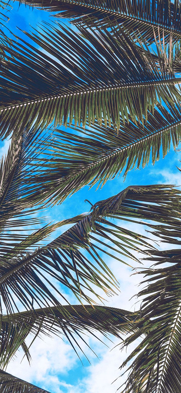 720x1560 Aesthetic coconut tree leaves under sky wallpaper