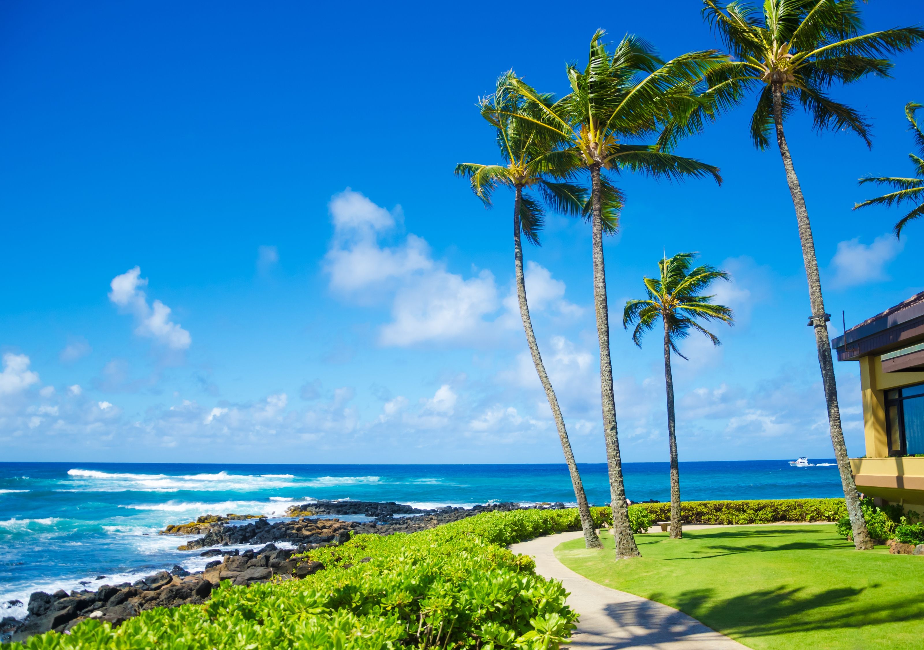 3200x2252 Coconut Palm Tree By The Ocean In Hawaii, Kauai Wall Mural