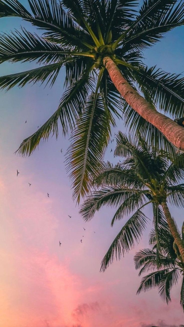 736x1308 Tree, Sky, Palm tree, Elaeis, Arecales, Coconut