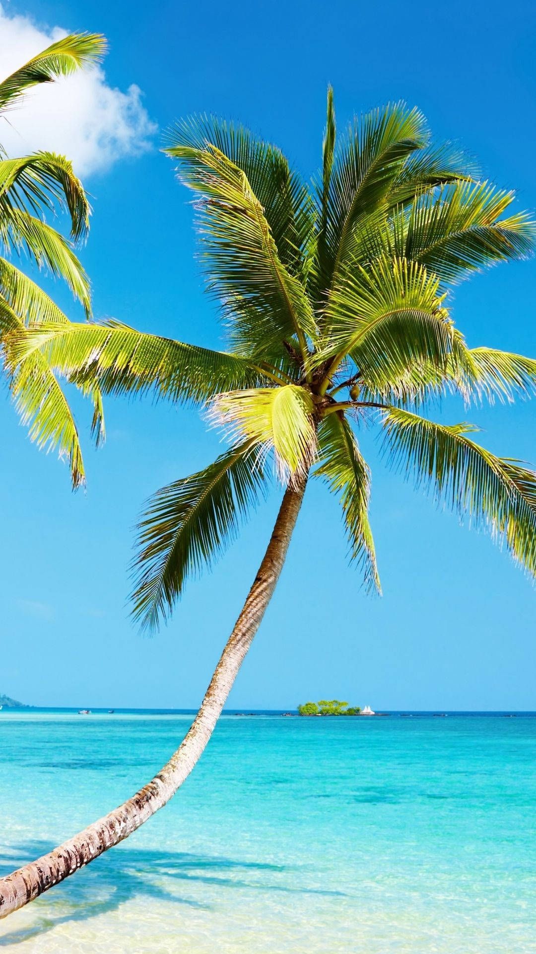 1080x1920 Download 4k iPhone Bent Coconut Tree On Beach Wallpaper