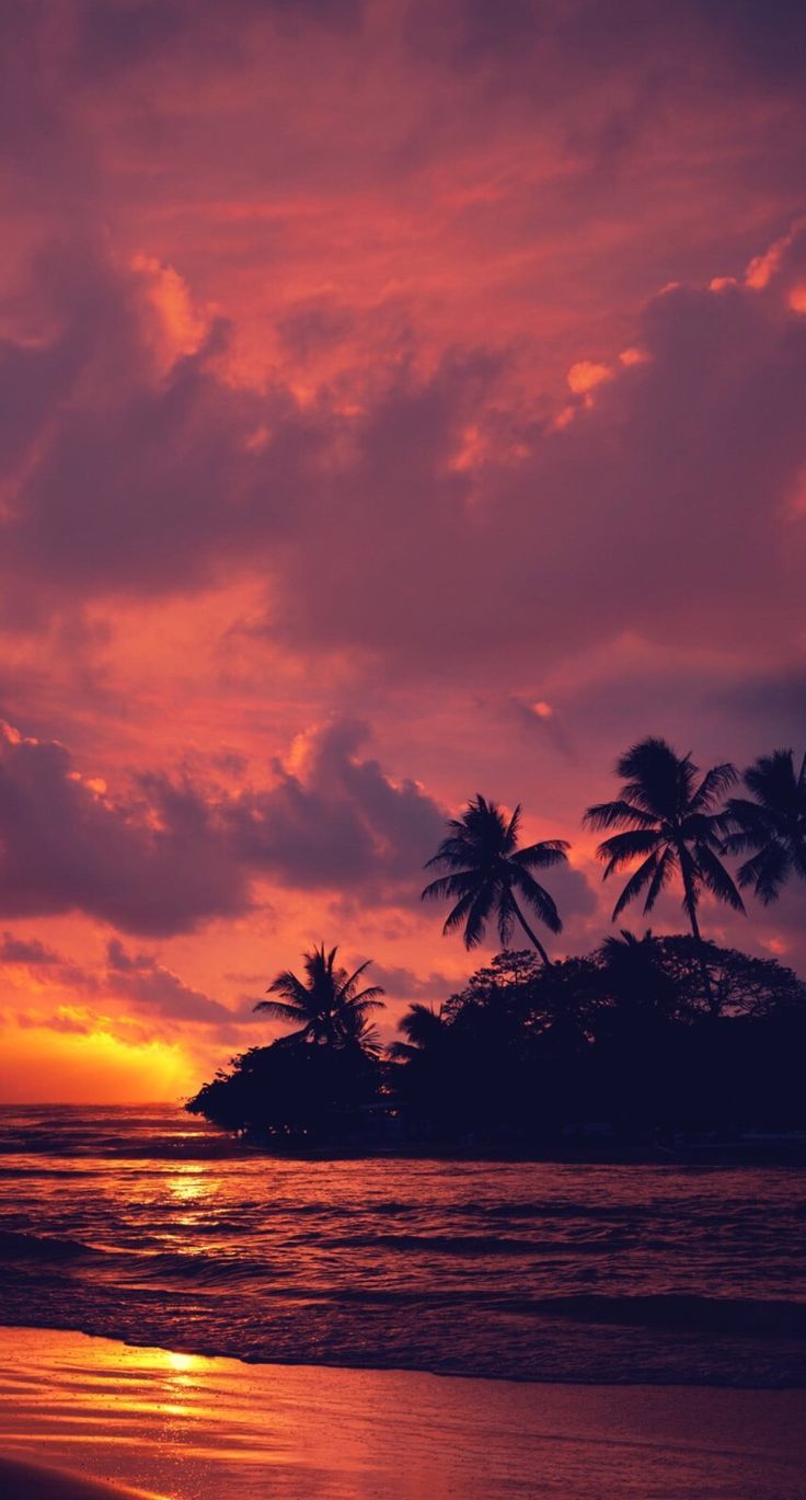736x1369 HD wallpaper: coconut trees, nature, landscape, water, clouds, beach, sunset