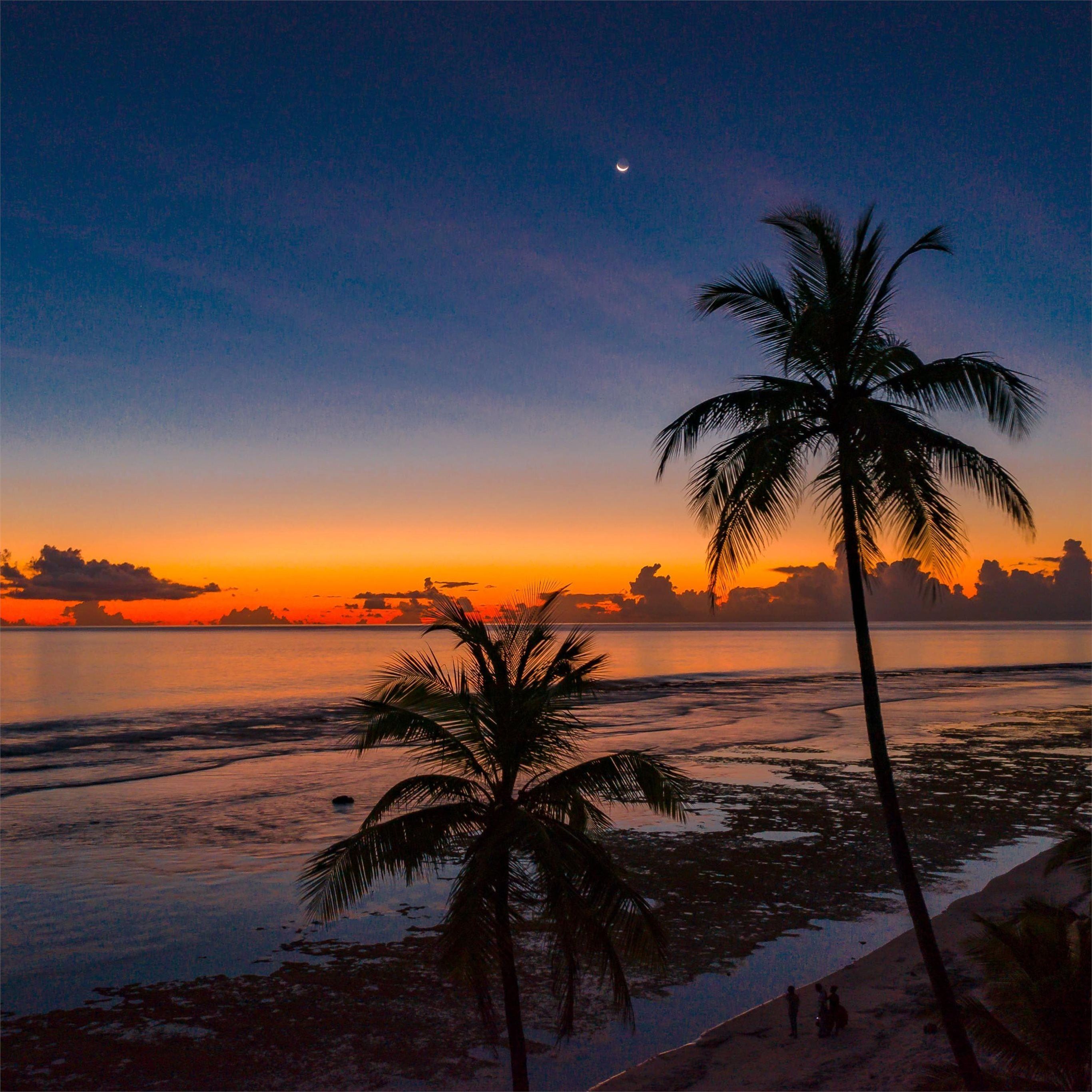 2732x2732 coconut trees 4k iPad Pro Wallpaper Free Download