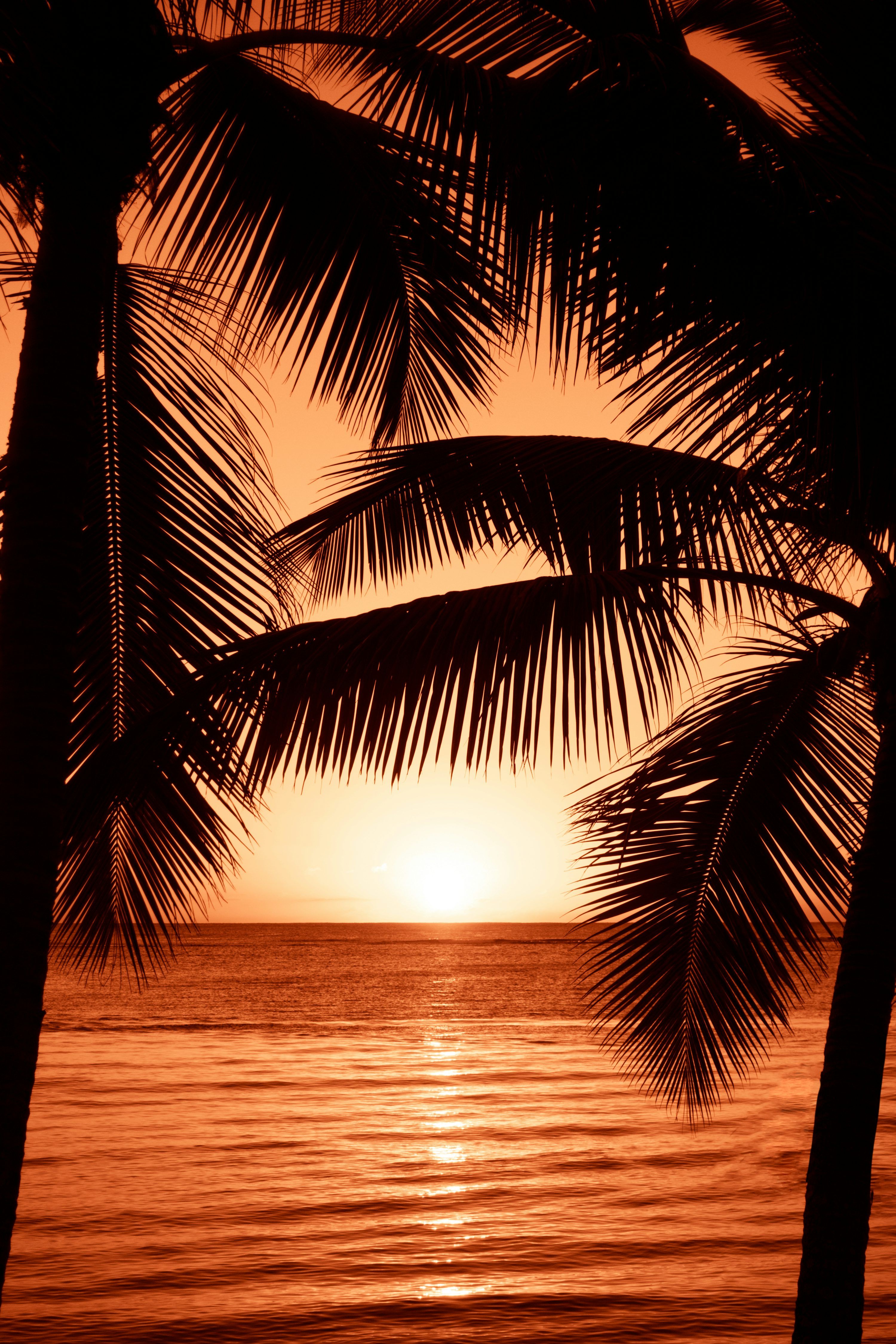 3000x4500 Silhouette photography of two coconut trees near body water during golden hour photo
