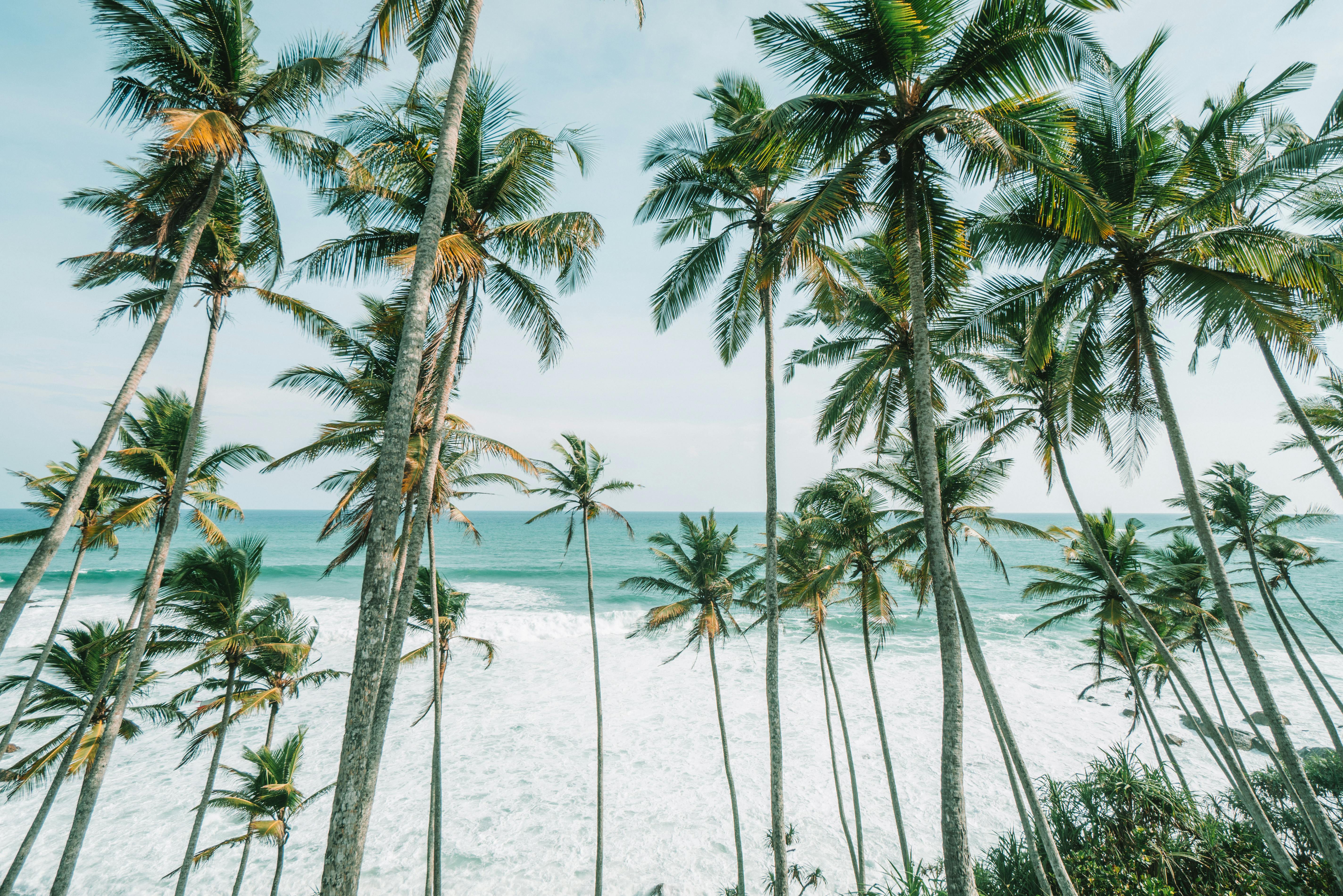 5695x3797 Coconut Trees on Beachside · Free