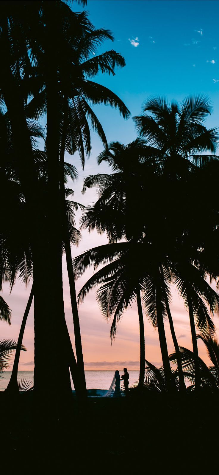 736x1593 silhouette photography of coconut palm trees Wallpaper