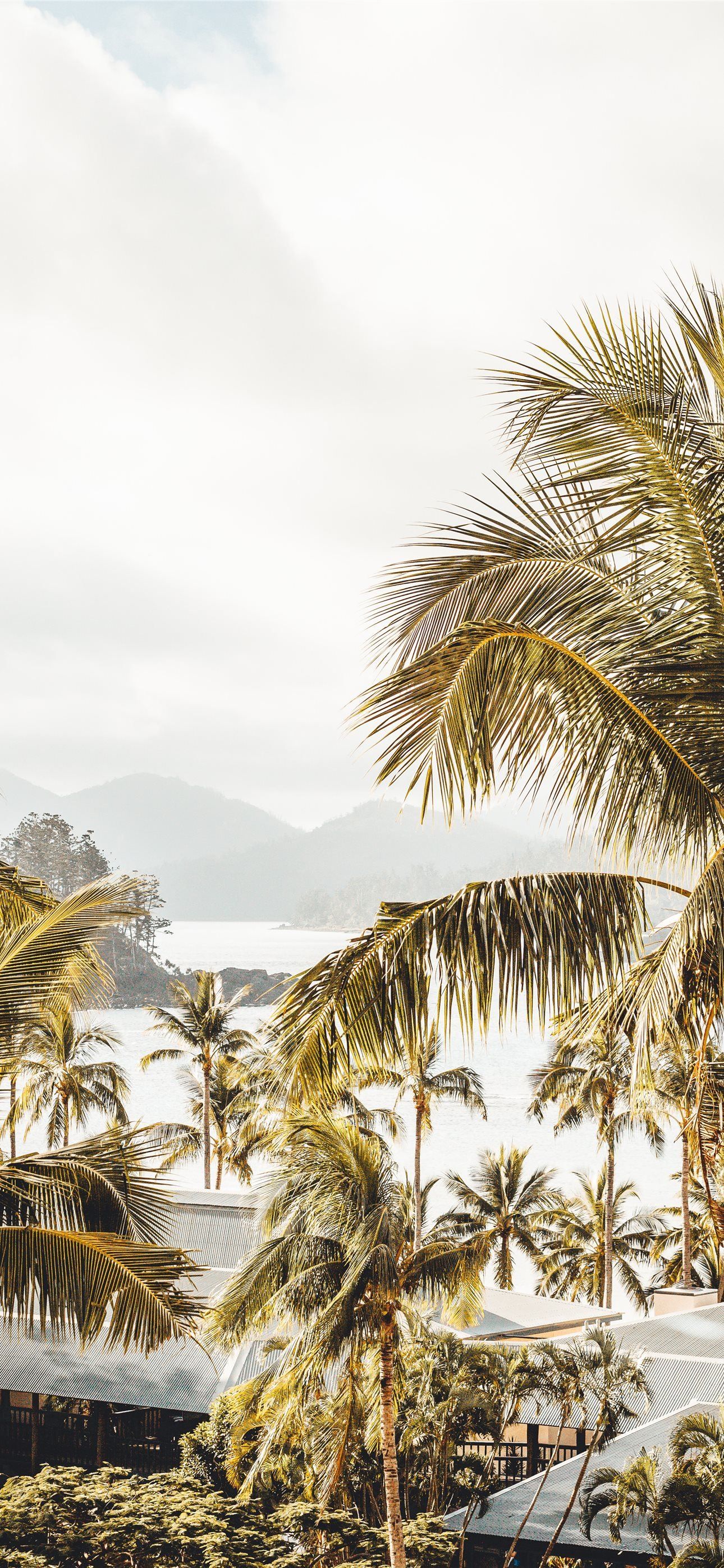 1290x2796 coconut tree iPhone Wallpaper Free Download