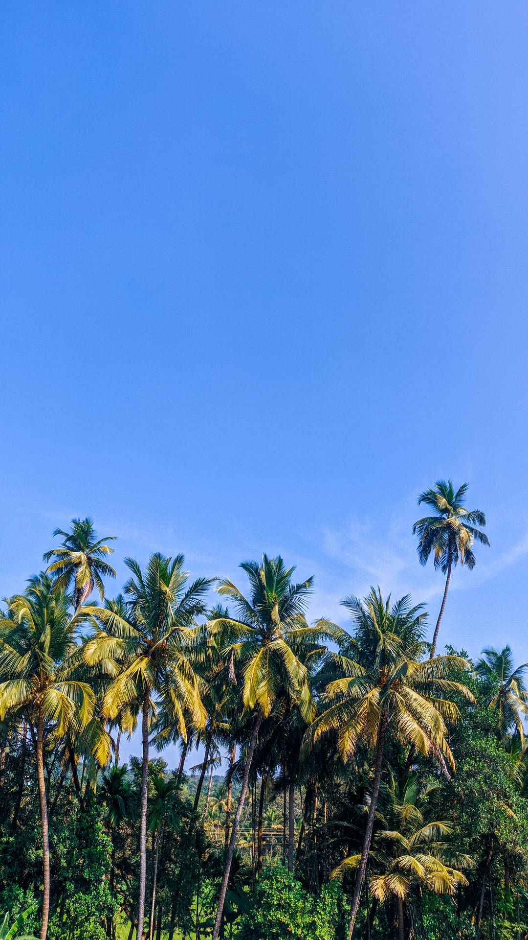 1080x1920 Download Bunch Of Coconut Trees Under Blue Sky Wallpaper
