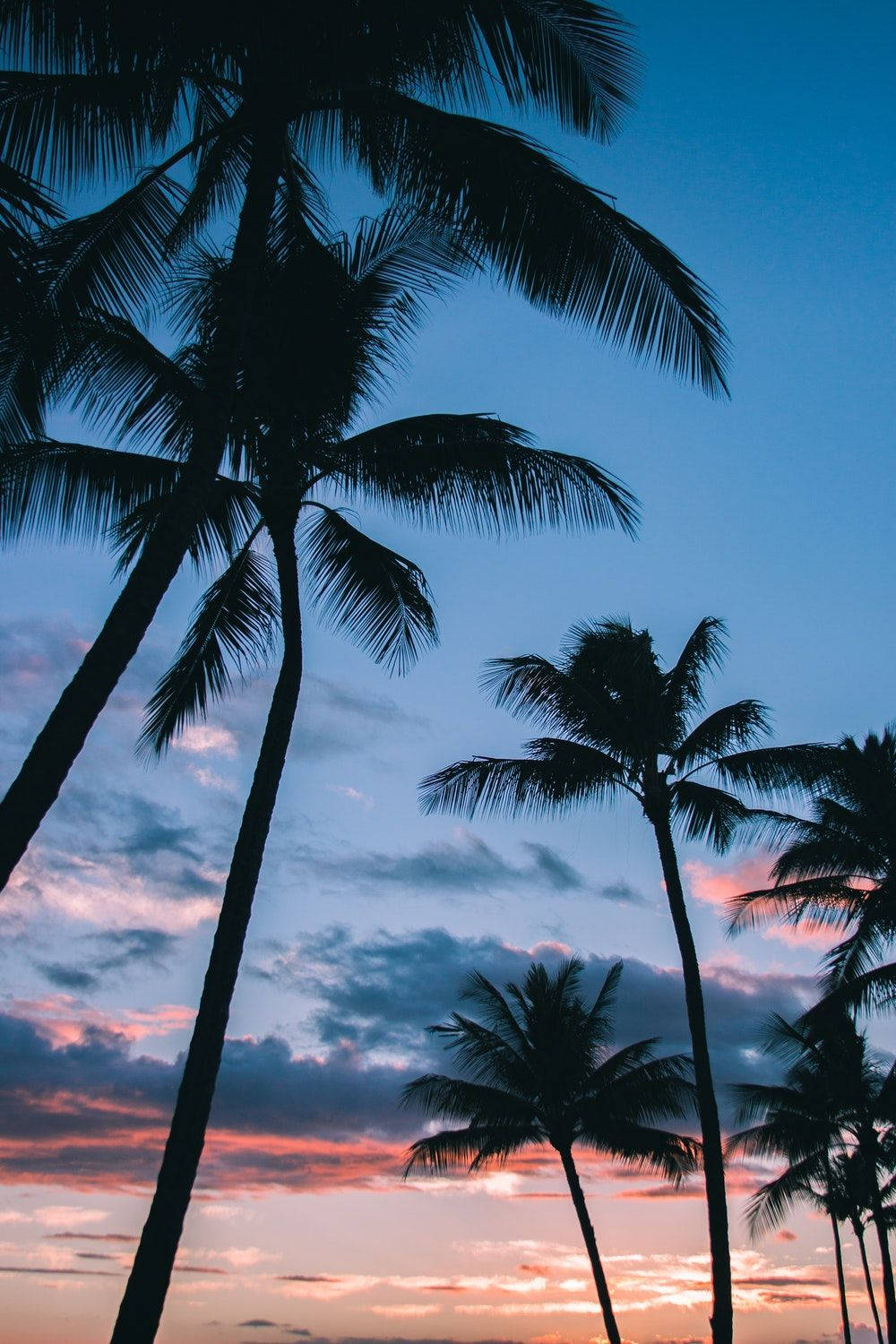 1000x1500 Download Silhouette Of Coconut Trees Wallpaper