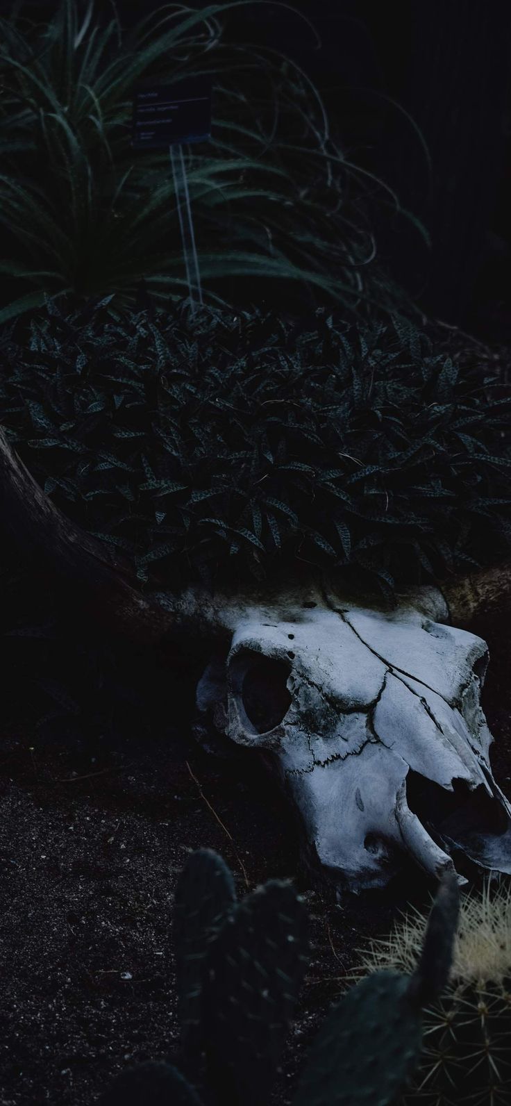 736x1592 Halloween Wallpaper Spooky Aesthetic Halloween Wallpaper for iPhone
