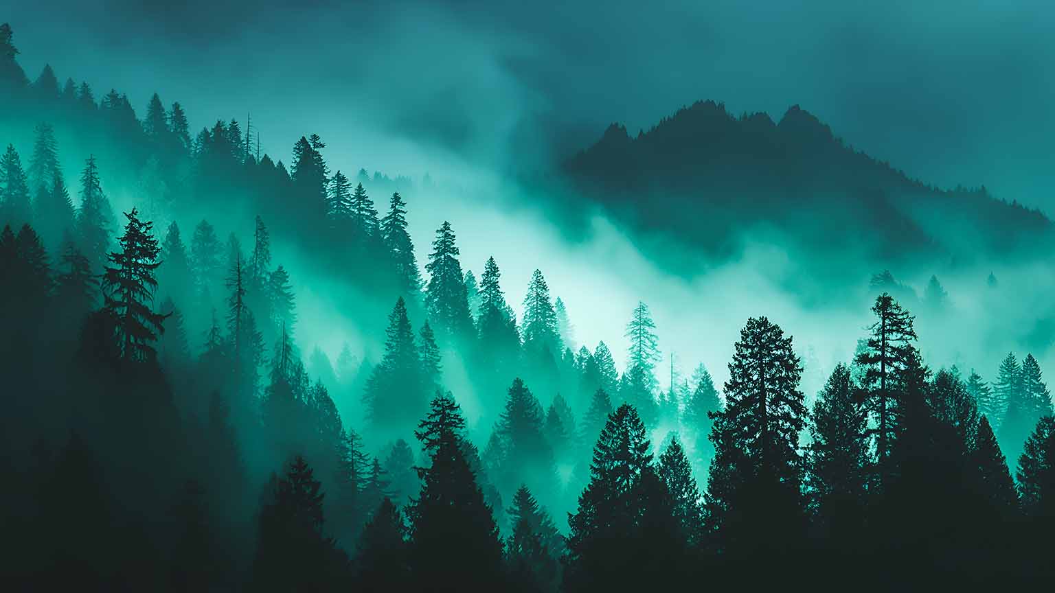 1536x864 Eerie Teal Forest Foggy Pine Trees Dark Woods Wallpaper 4K