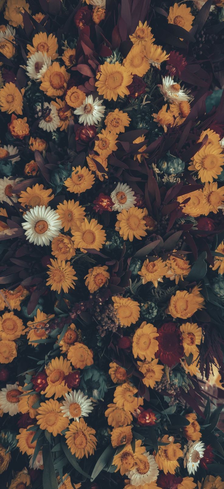 736x1605 Wallpaper. Wallpaper tumblr lockscreen, Chat wallpaper whatsapp, Moody aesthetic wall. Wallpaper tumblr lockscreen, Phone wallpaper boho, Flower iphone wallpaper
