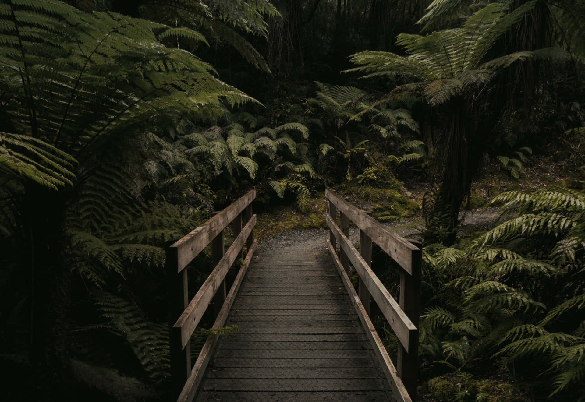 1920x1320 Download Moody Aesthetic Forest Wallpaper