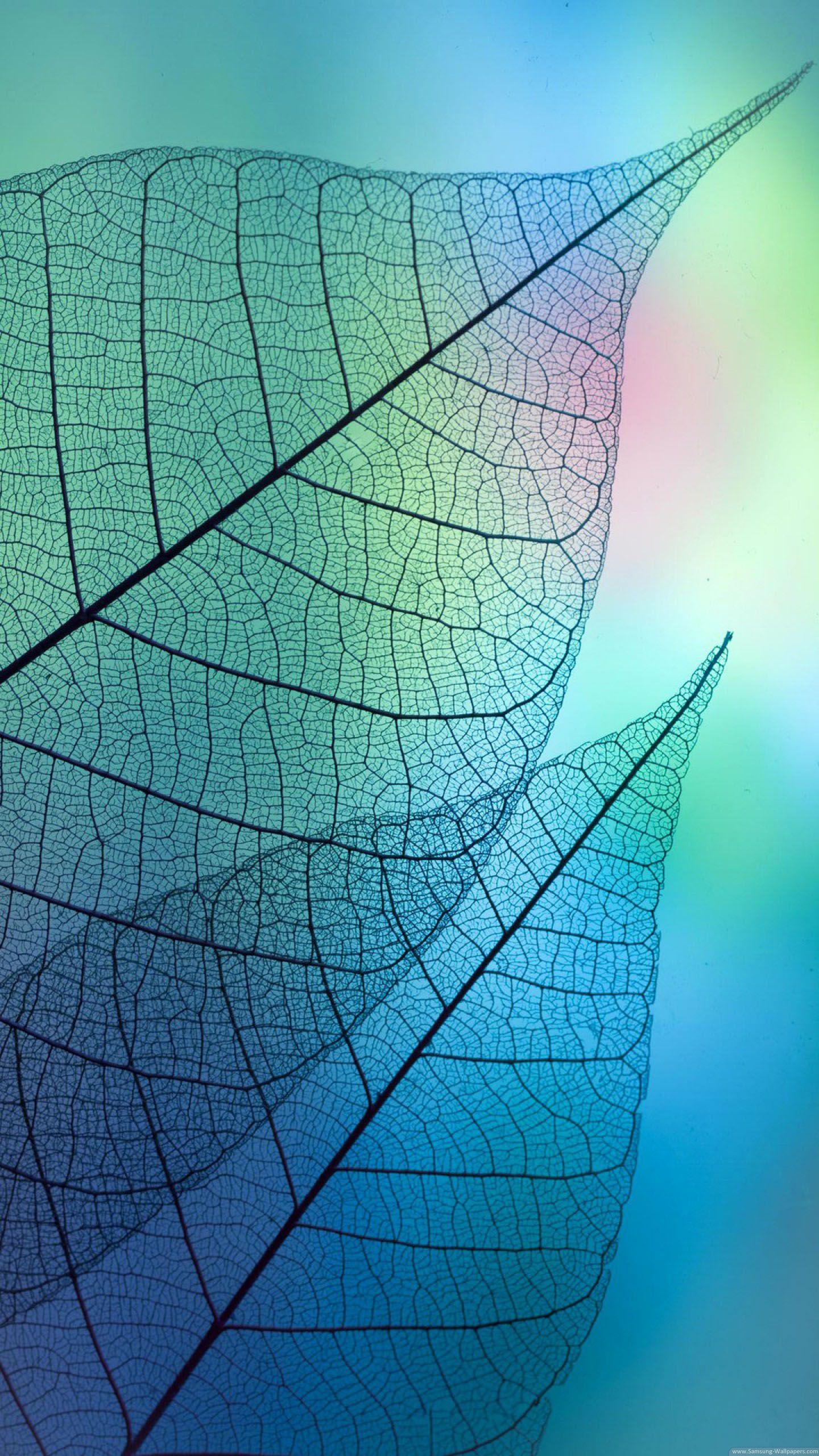 1440x2560 Leaf Samples Stock 1440x2560 Samsung Galaxy S6 Wallpaper HD_Samsung Wallpaper