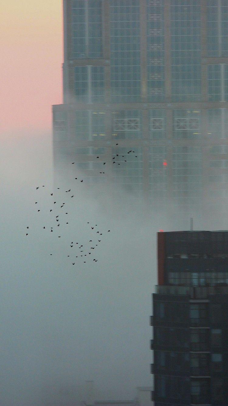 750x1334 Flock Of Birds Over A Foggy Seattle 5k iPhone iPhone