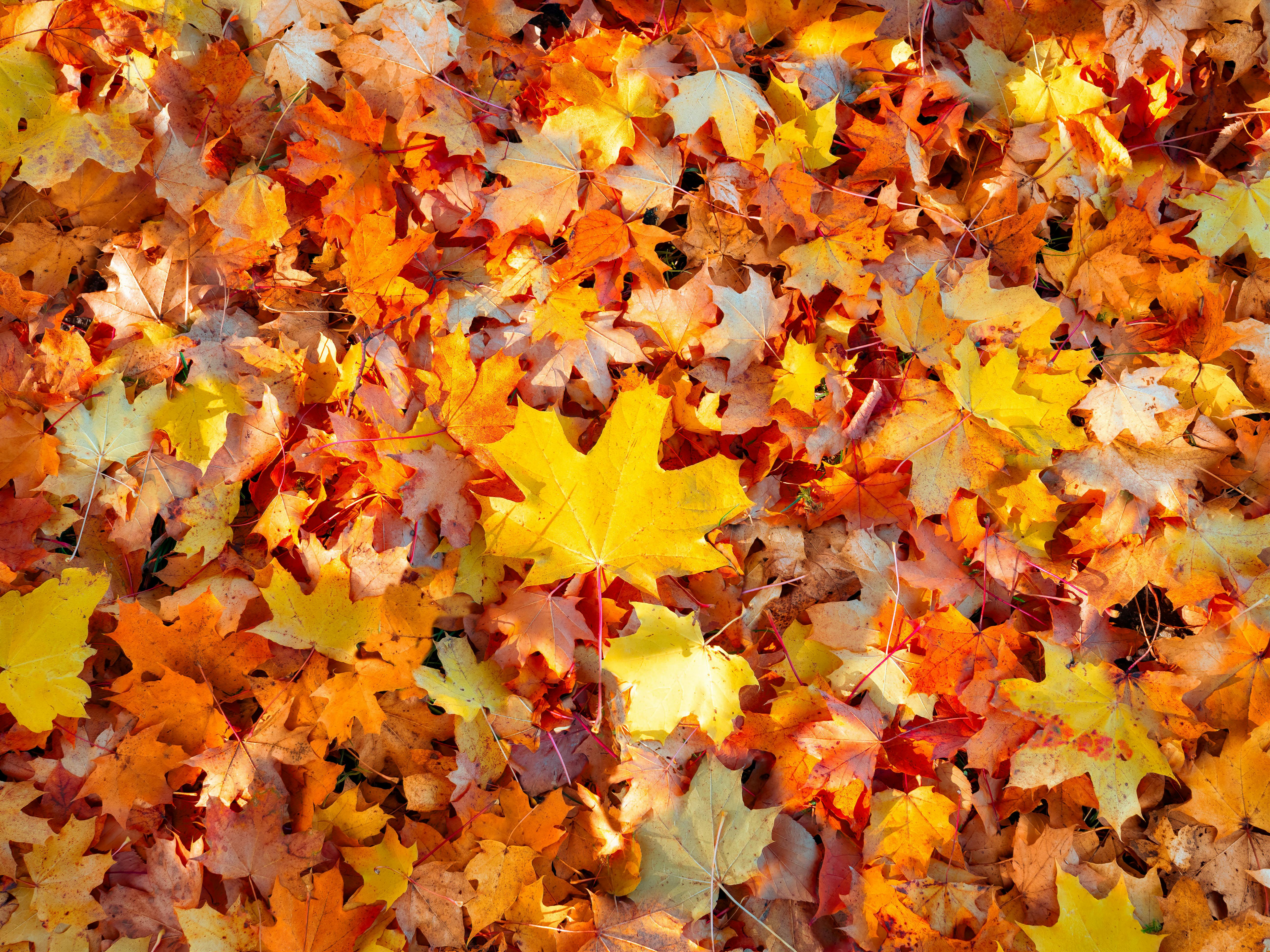 5184x3888 Thanksgiving Wallpaper Photo, Download The BEST Free Thanksgiving Wallpaper & HD Image