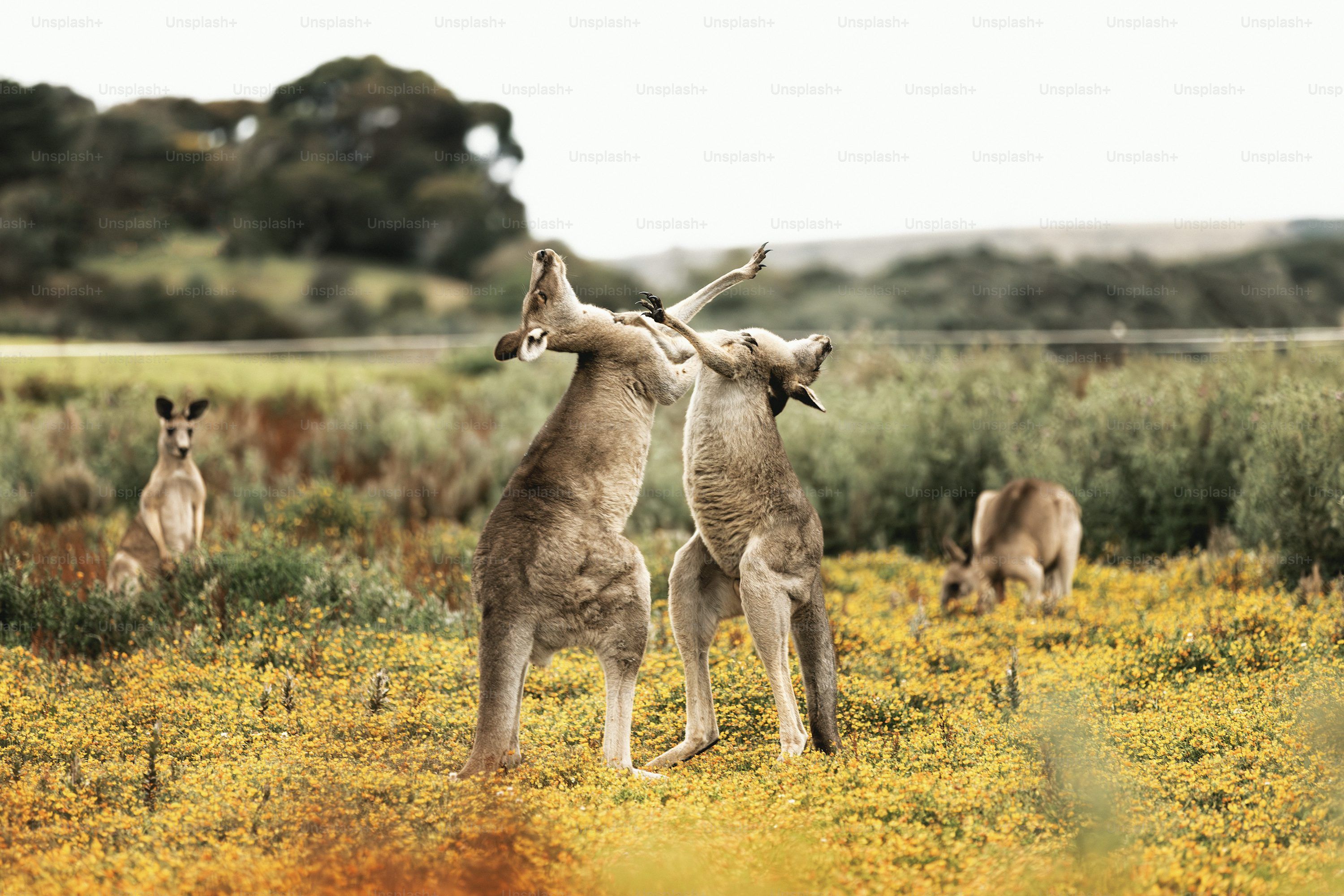 3000x2001 Kangaroo Island Picture. Download Free Image