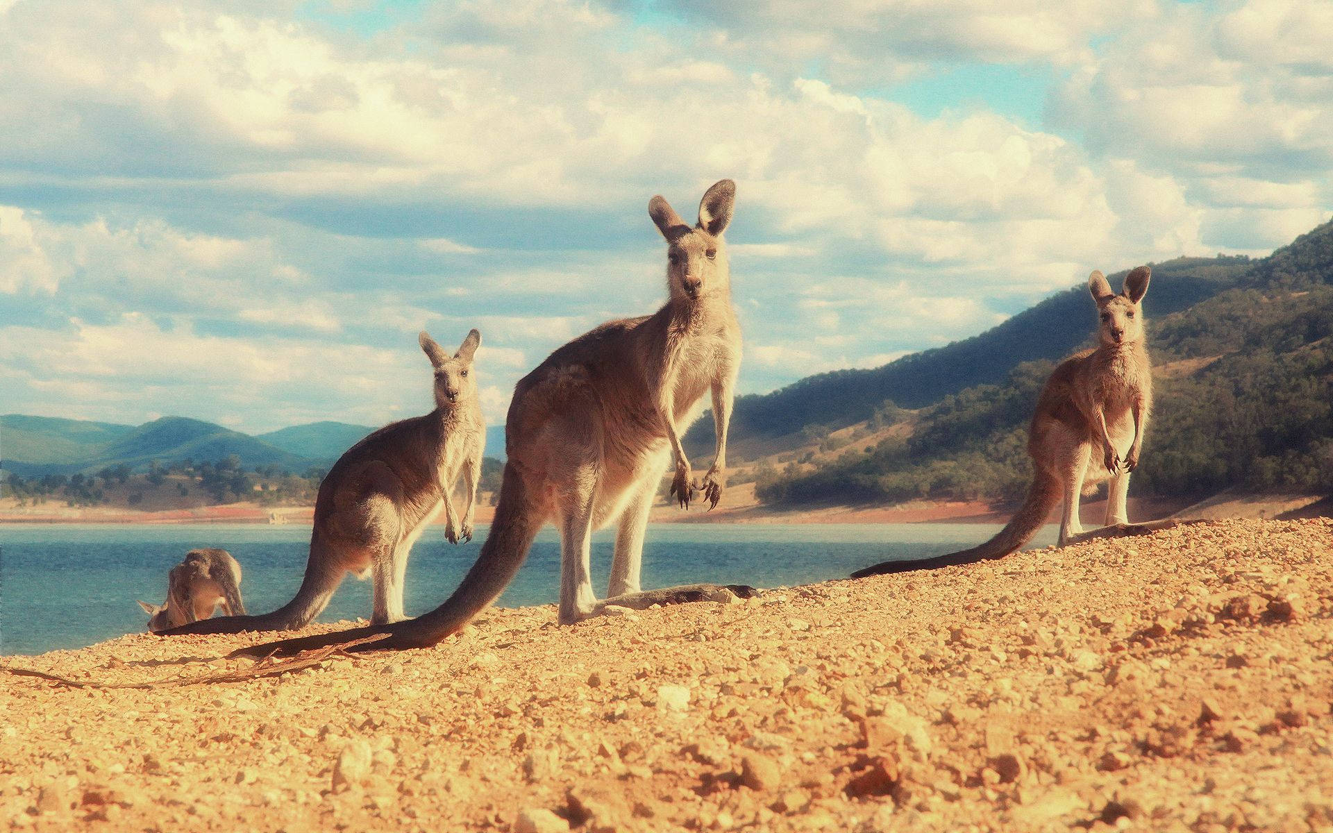 1920x1200 Download Kangaroos In Island Wallpaper