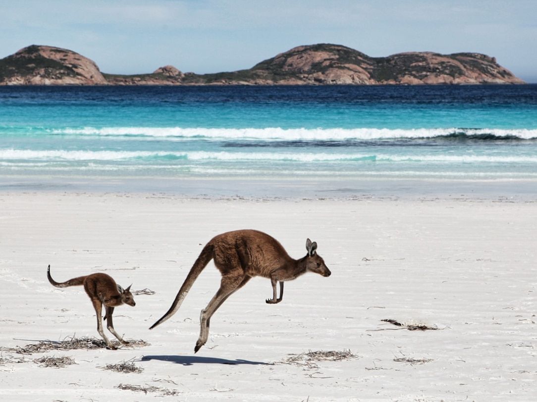 1084x812 Kangaroos, Australia