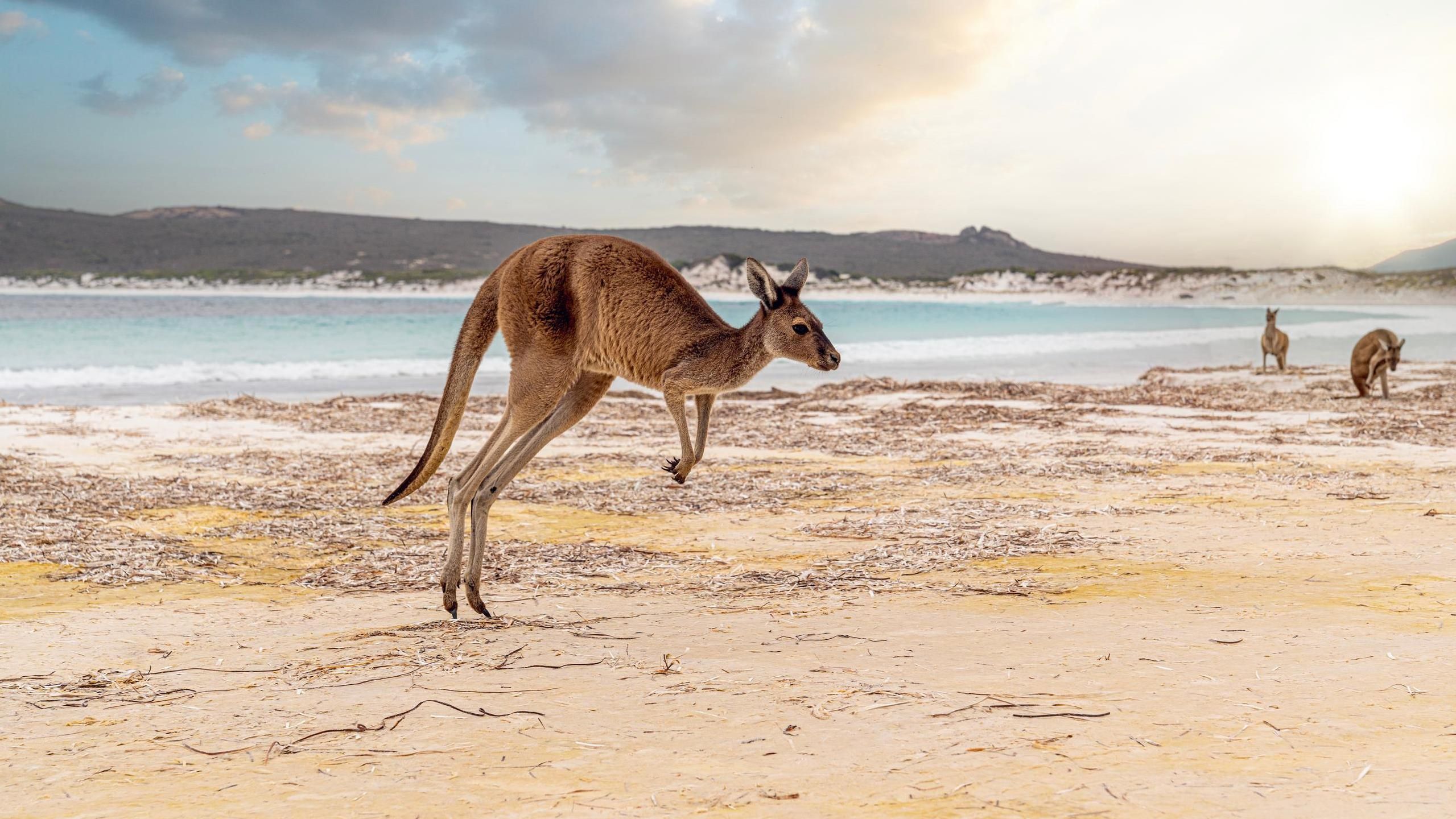 2559x1440 Luxury Kangaroo Island Tours, Private & Tailor Made 2026 2027
