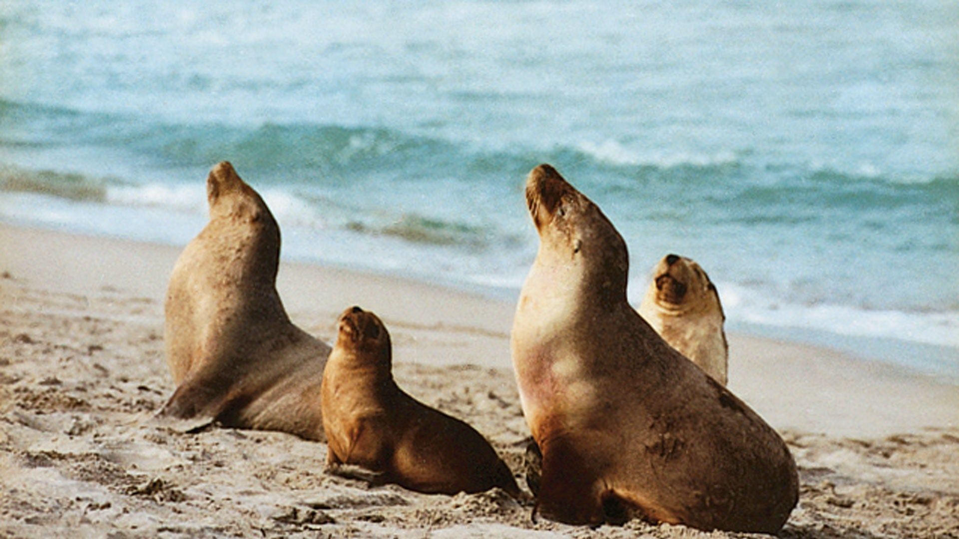 1920x1080 Kangaroo Island. Holidays in South Australia
