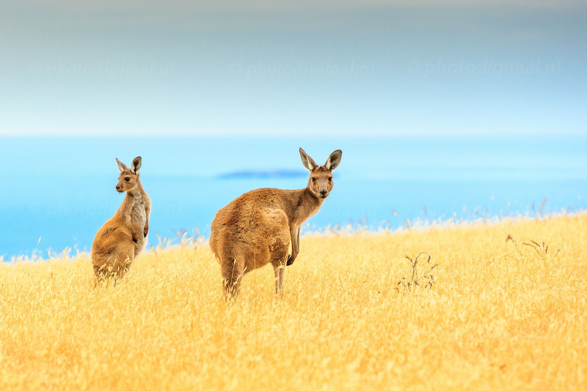 2048x1366 Wallpaper sea, field, the sky, blue, horizon, kangaroo, island, wildlife for mobile and desktop, section животные, resolution 2048x1366