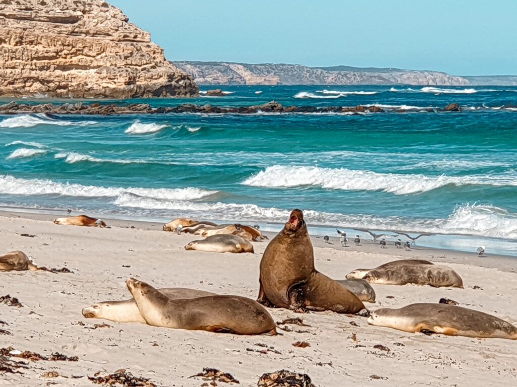 1024x768 Day Kangaroo Island tours