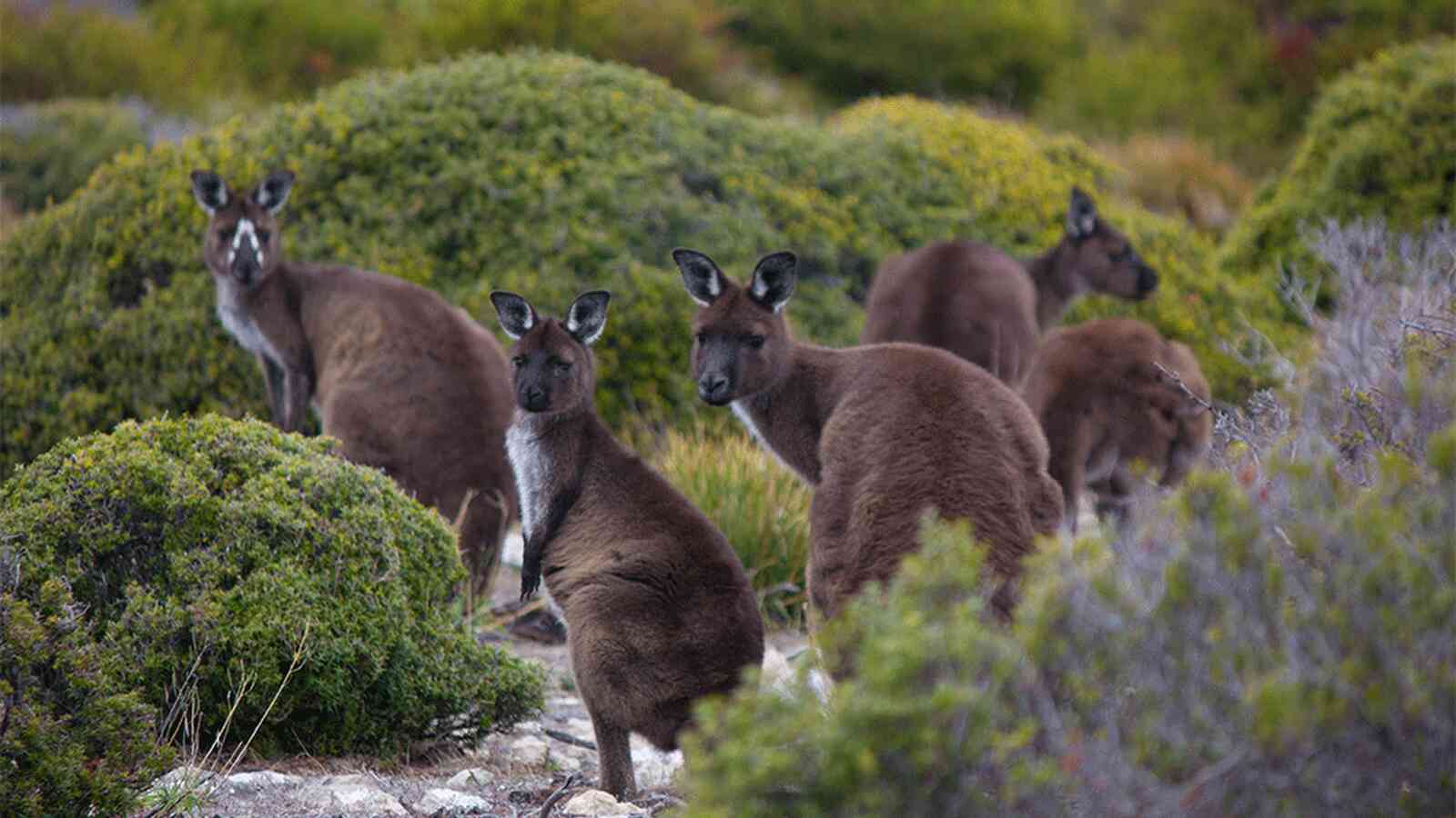1600x900 Kangaroo Island