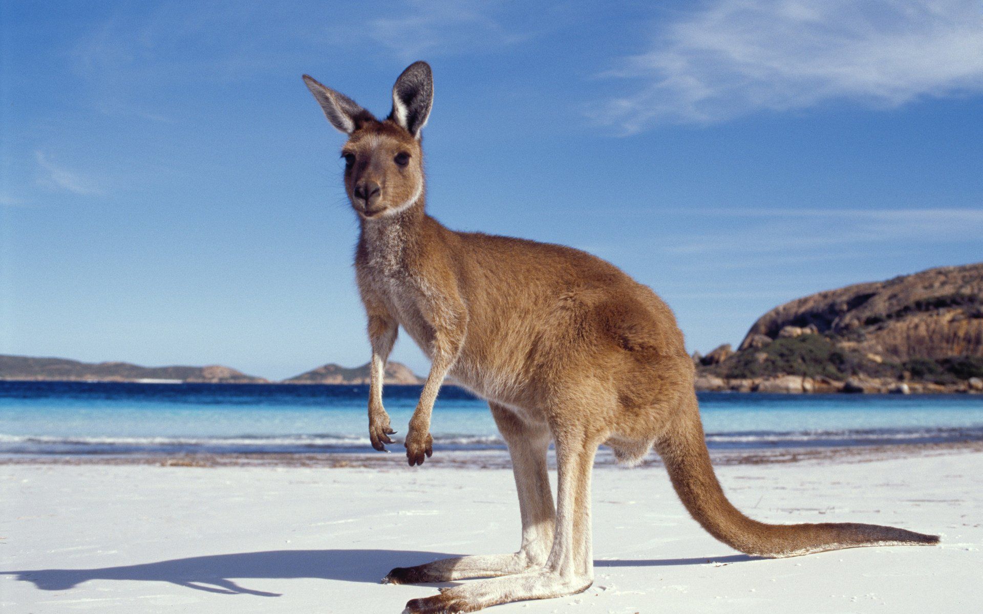 1920x1200 HD Wallpaper of a Playful Kangaroo