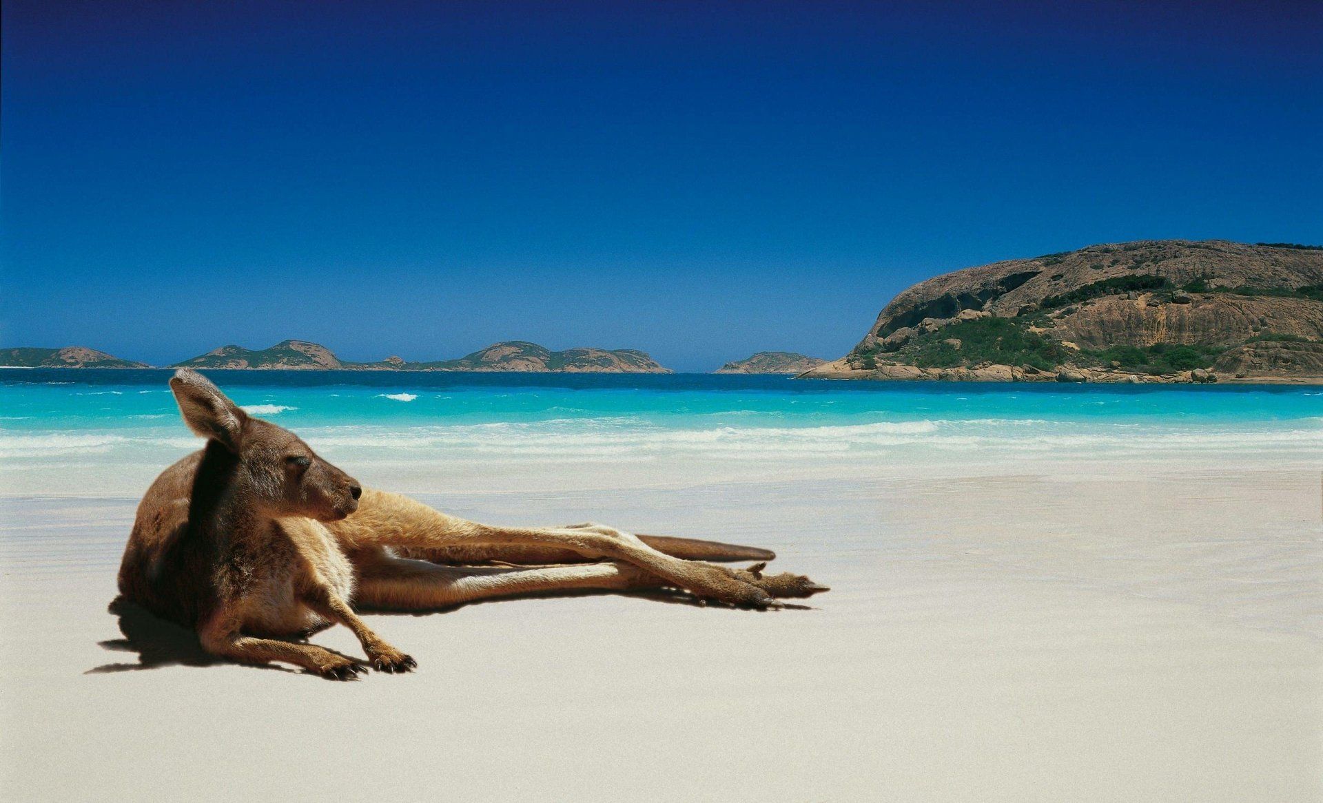 1920x1166 Coastal Kangaroo: Majestic Marsupial by the Ocean Beach HD Wallpaper