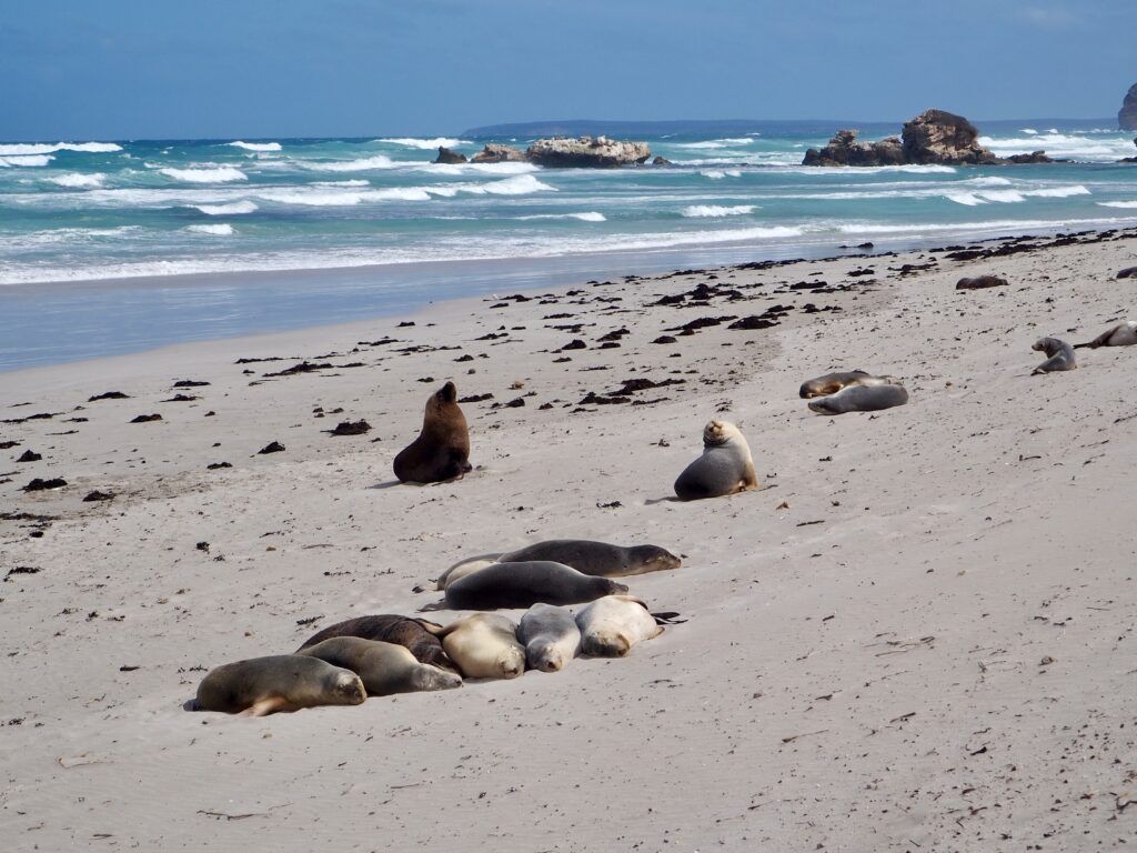 1024x768 Weekend on Kangaroo Island. Australia. Just Muddling Through Life