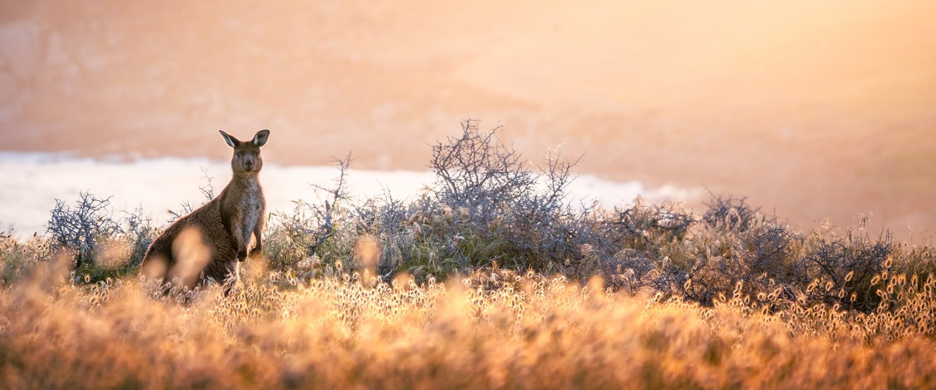 1920x800 The wild side of Kangaroo Island. sa move The RAA Magazine