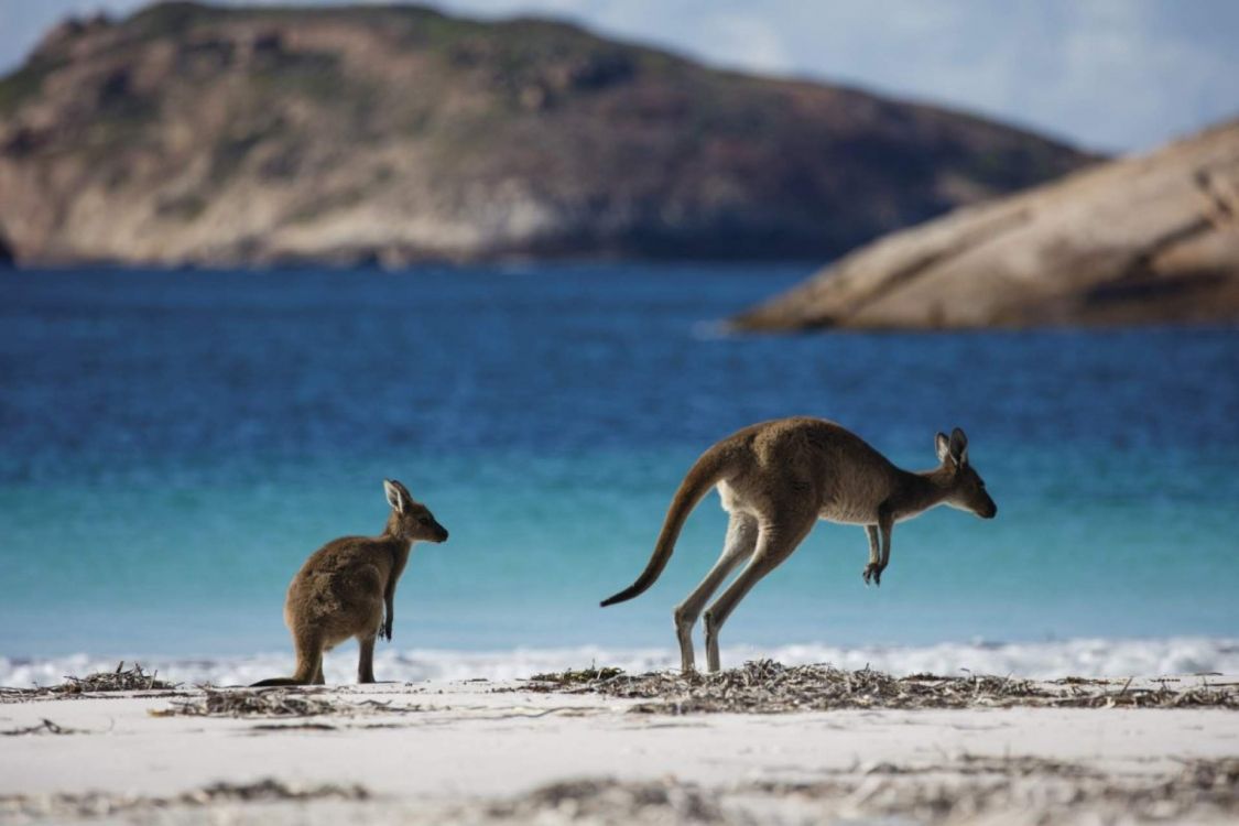 1125x750 Wallpaper Brown Kangaroo on White Sand During Daytime, Background Free Image