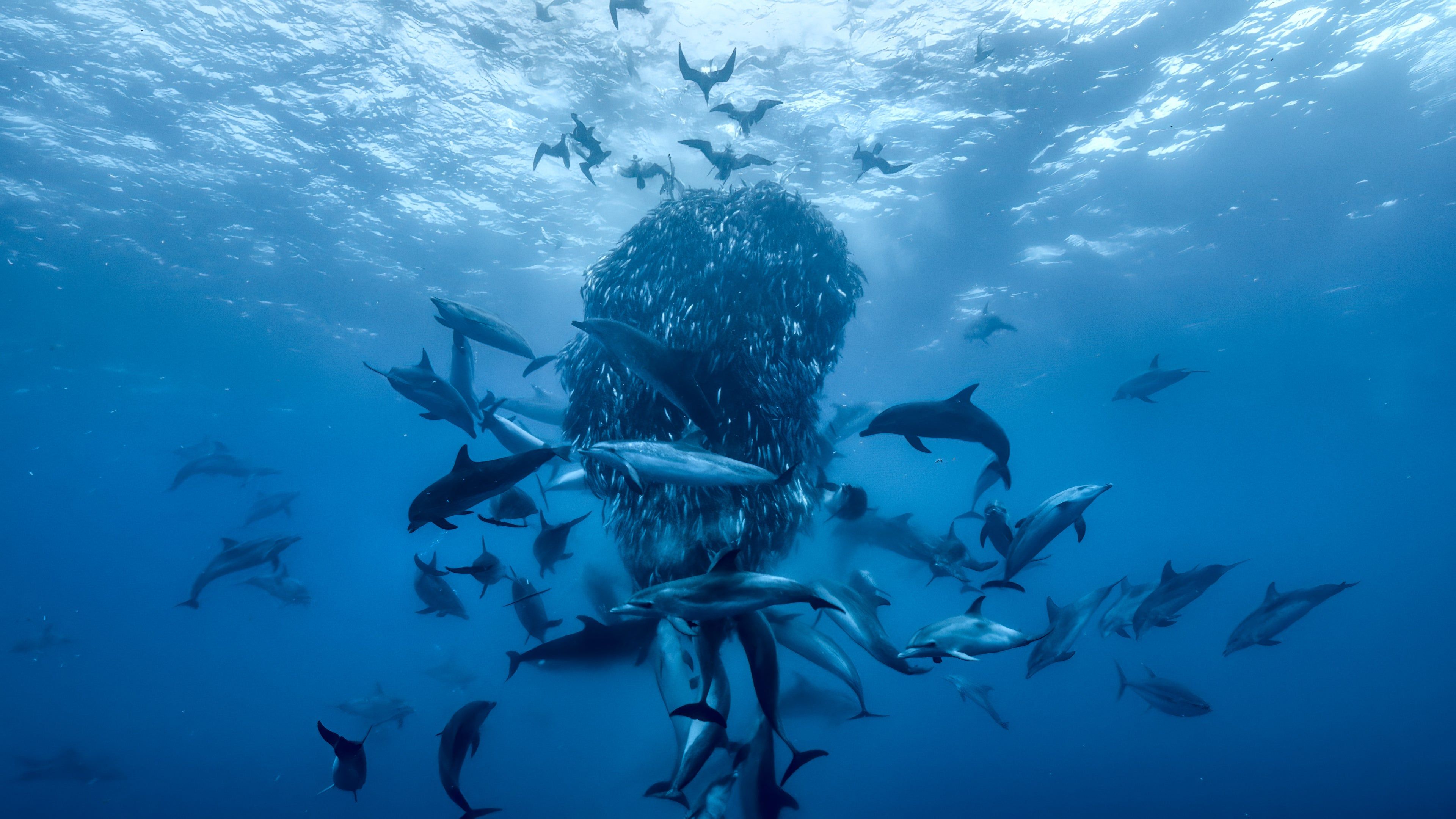 3840x2160 stunning stills from Ocean with David Attenborough