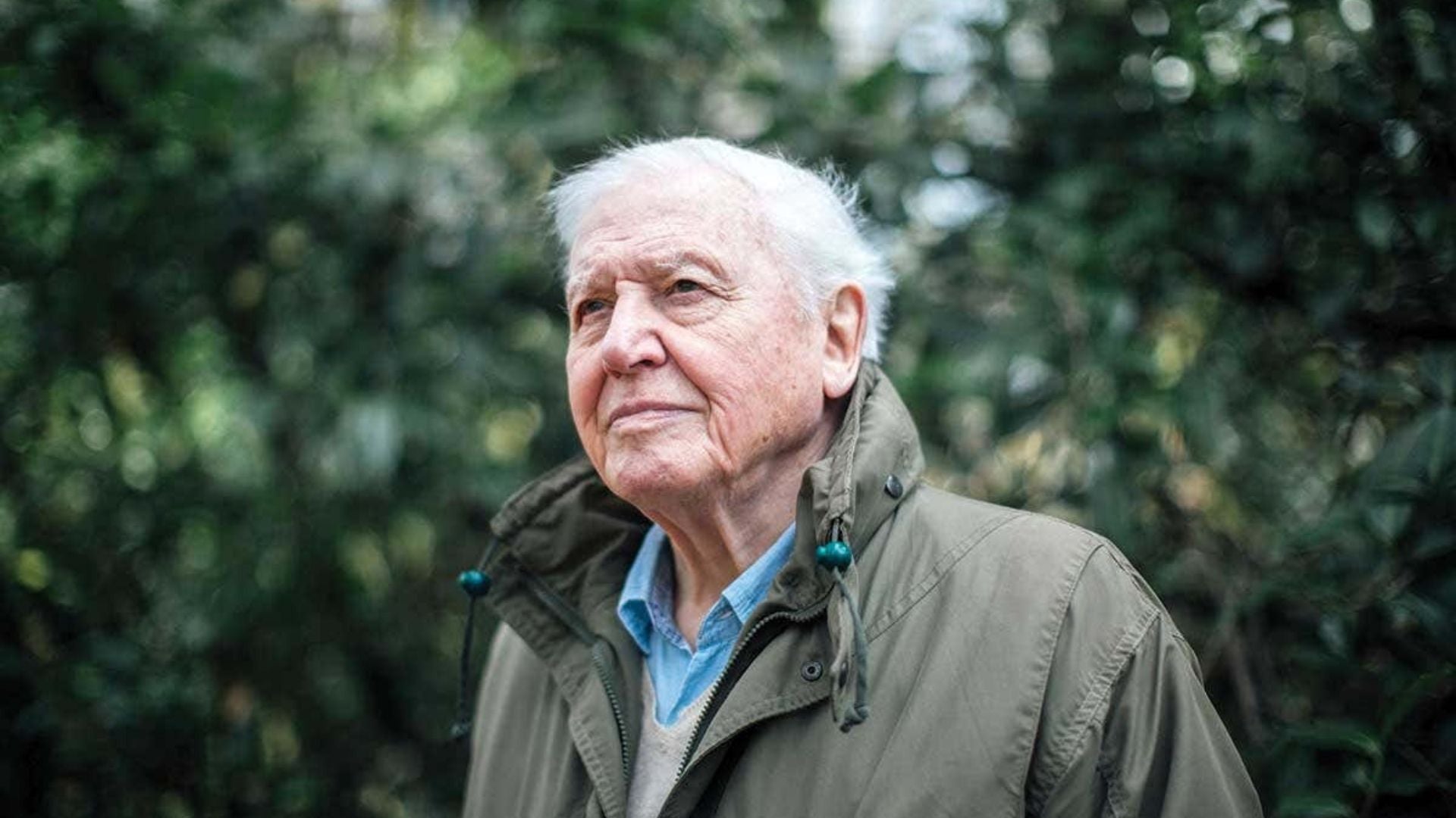 1920x1080 David Attenborough Documentaries