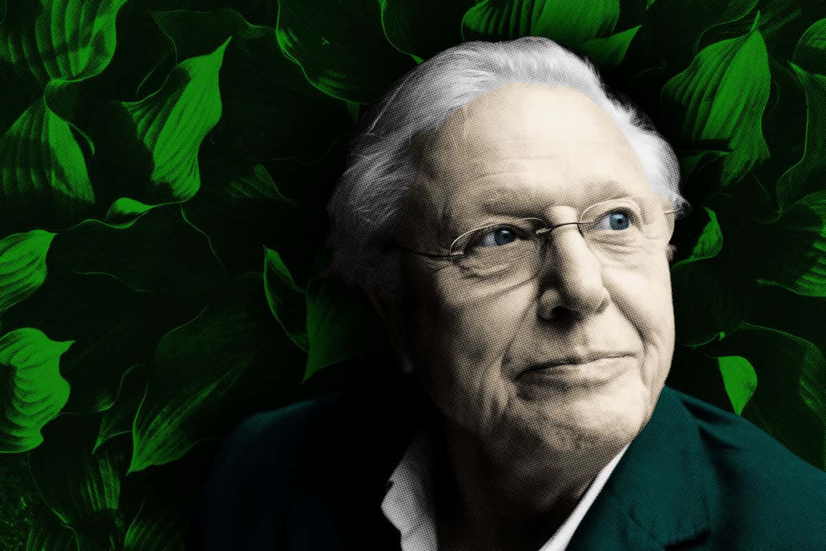 1200x800 Download David Attenborough Wallpaper