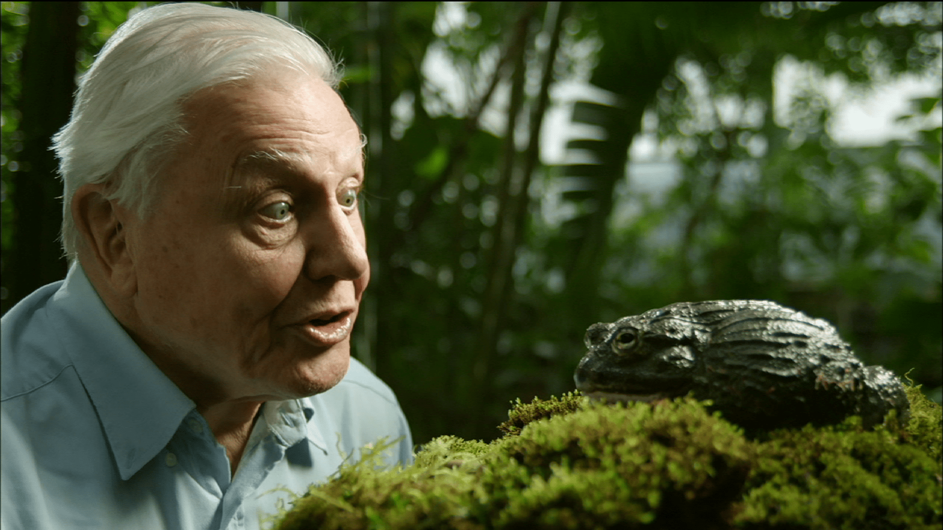 1920x1080 David Attenborough Wallpaper