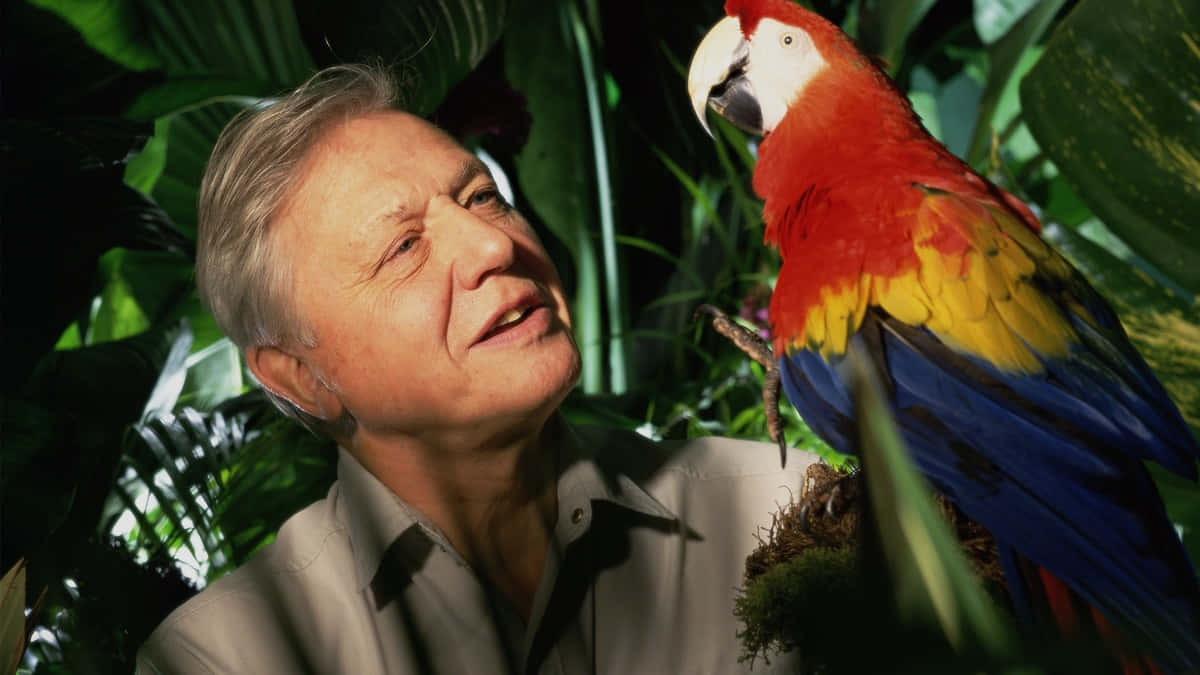 1200x675 David Attenborough Wallpaper