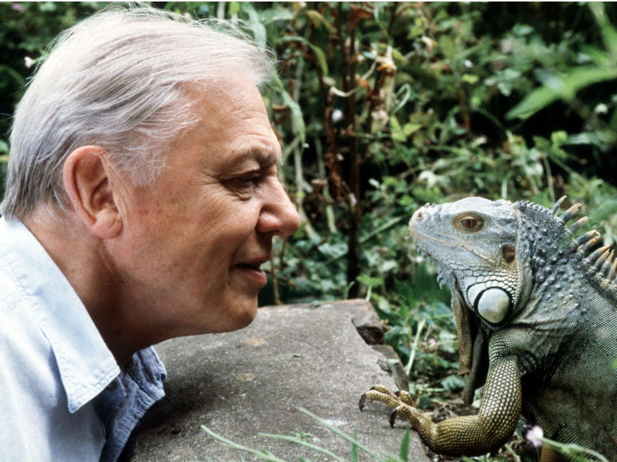2048x1536 Sir David Attenborough at 90 interview: 'Retire? I'll never tire of the natural world'