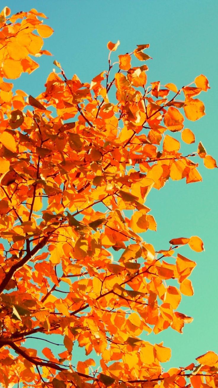 736x1307 Fall Phone Wallpaper Pretty And Cute