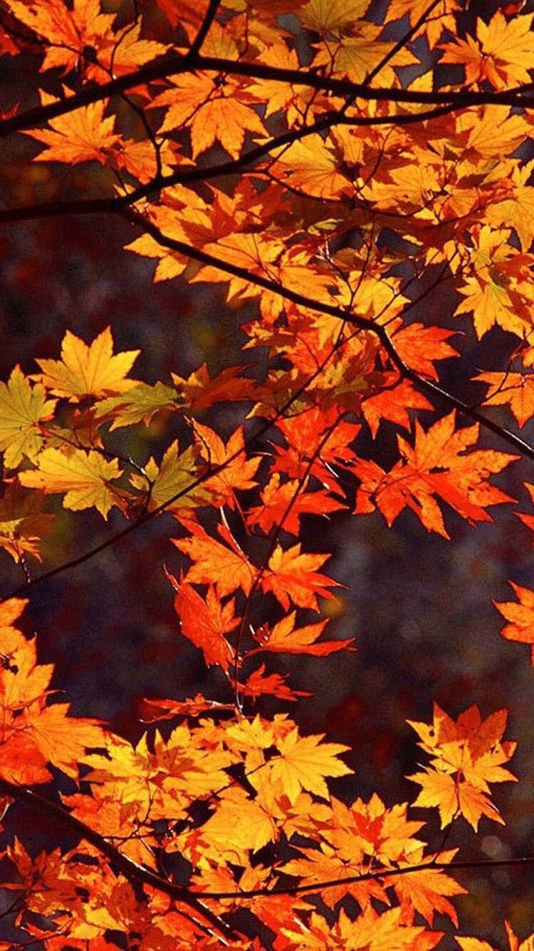 750x1334 Autumn Phone Wallpaper