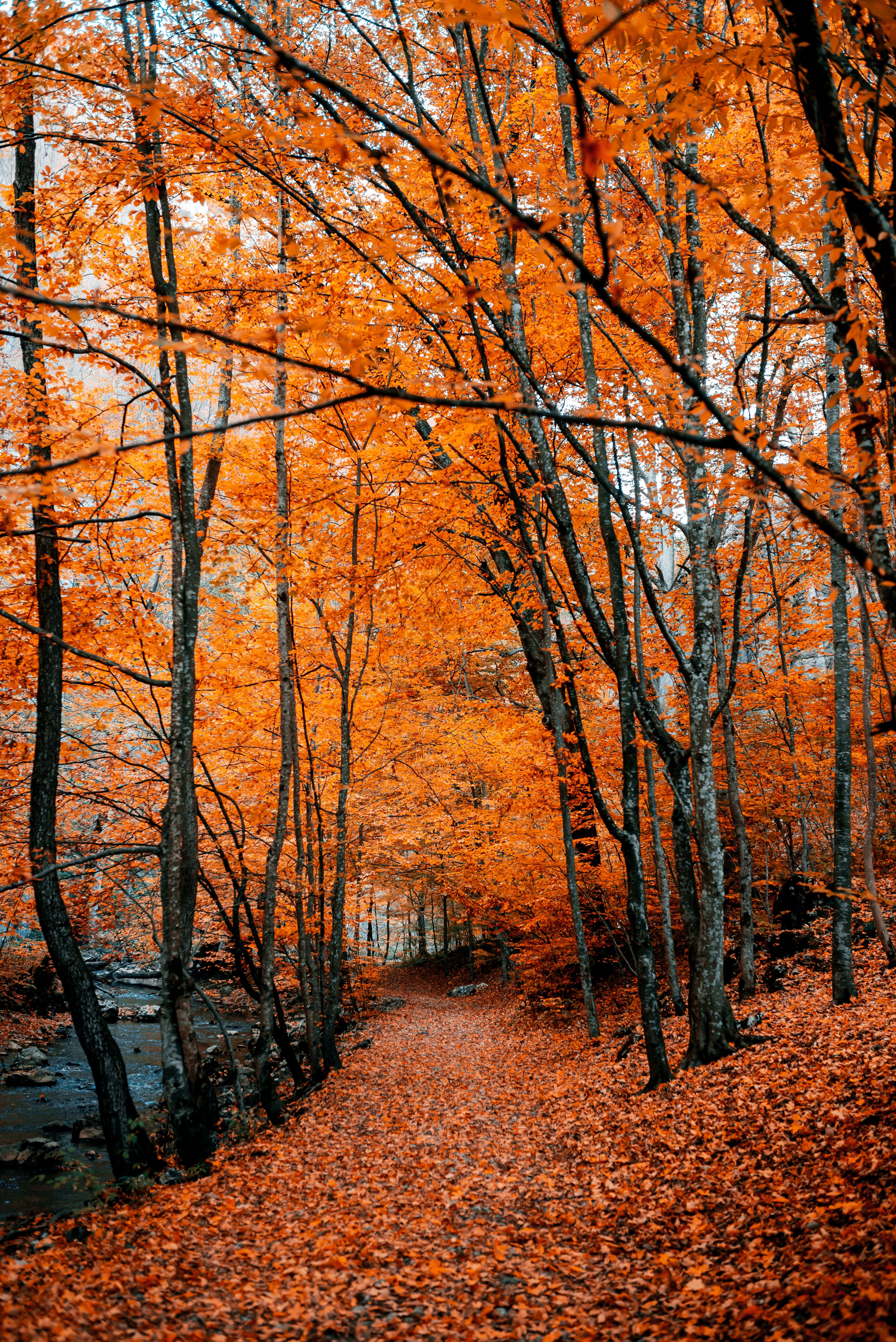 4016x6016 Autumn Phone Wallpaper: Free 4K & HD Downloads
