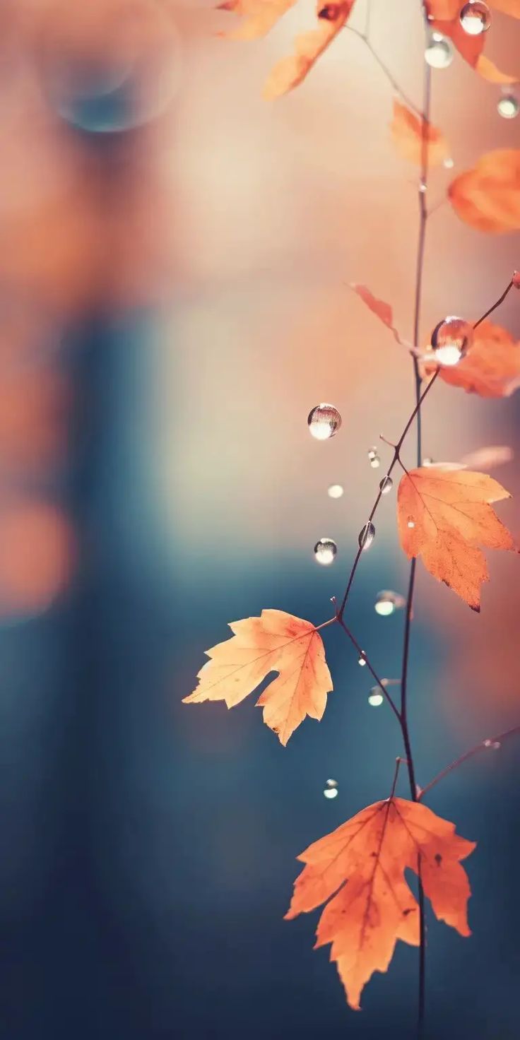 736x1472 Gorgeous Free Fall Phone Wallpaper