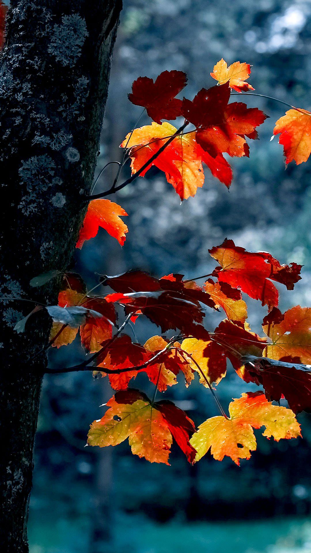 1080x1920 Autumn Aesthetic Phone Wallpaper