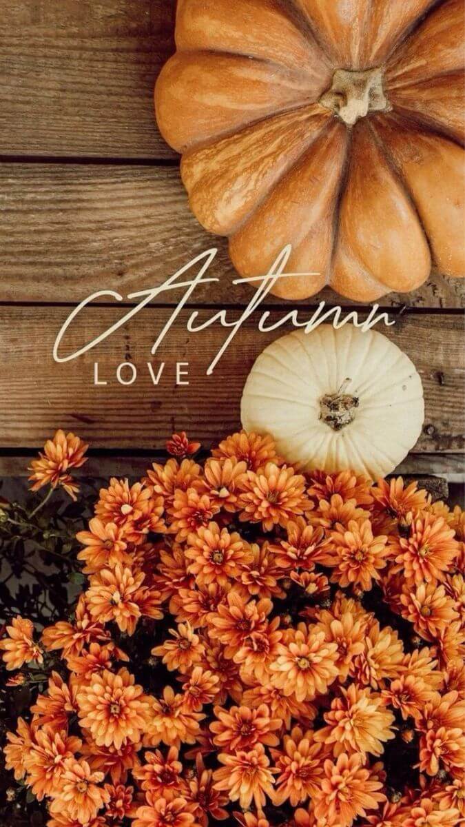 675x1200 Free Fall iPhone Wallpaper Halloween Phone Wallpaper