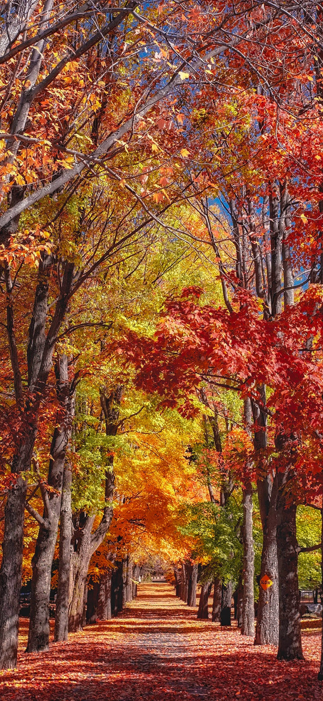 1125x2436 Download Fall Phone Background for FREE - {Not Quite} Susie Homemaker